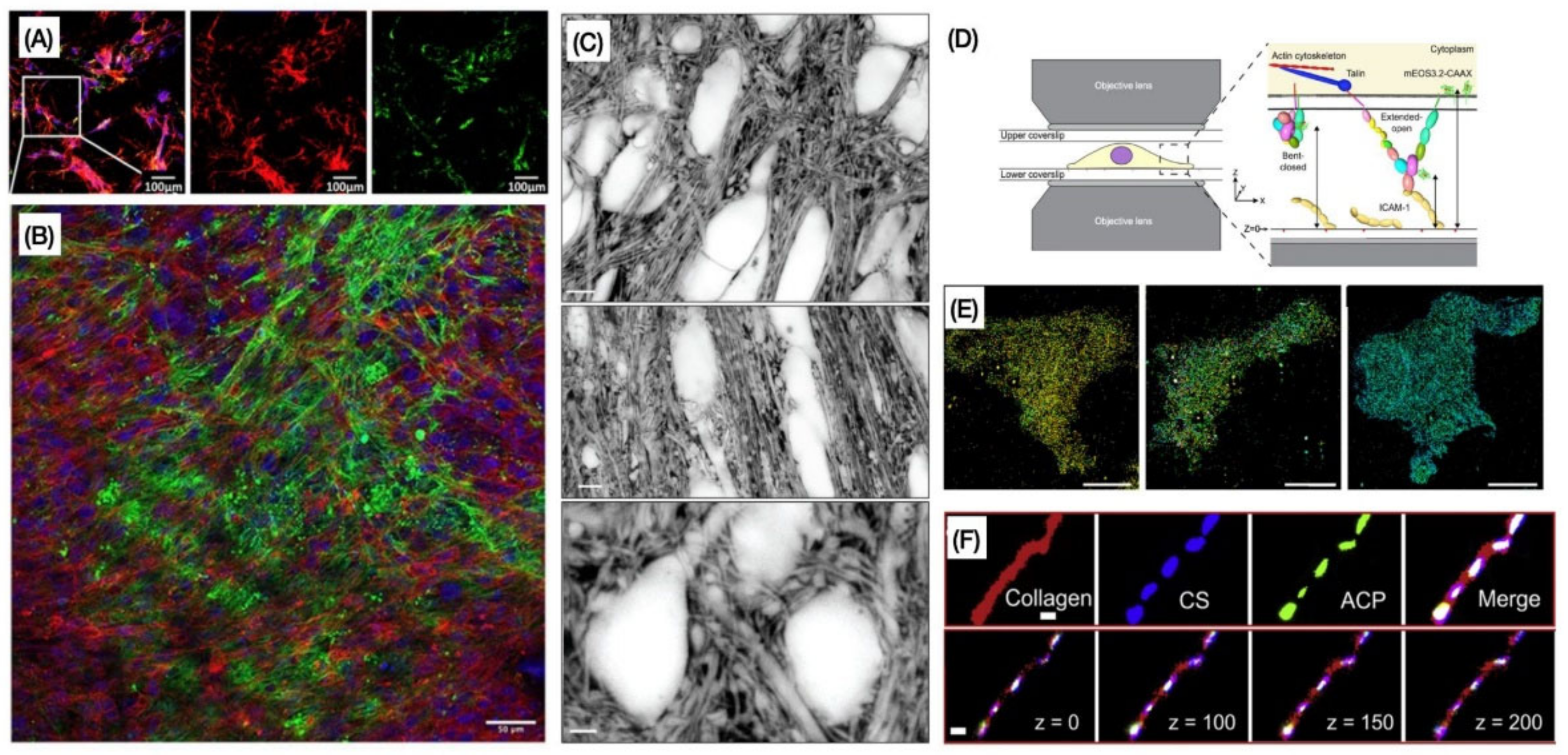 Cells | Free Full-Text | Optical and the Extracellular Matrix A Review