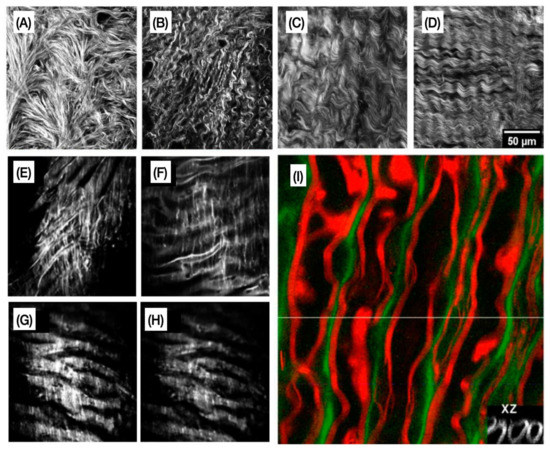 Cells | Free Full-Text | Optical Microscopy and the Extracellular ...