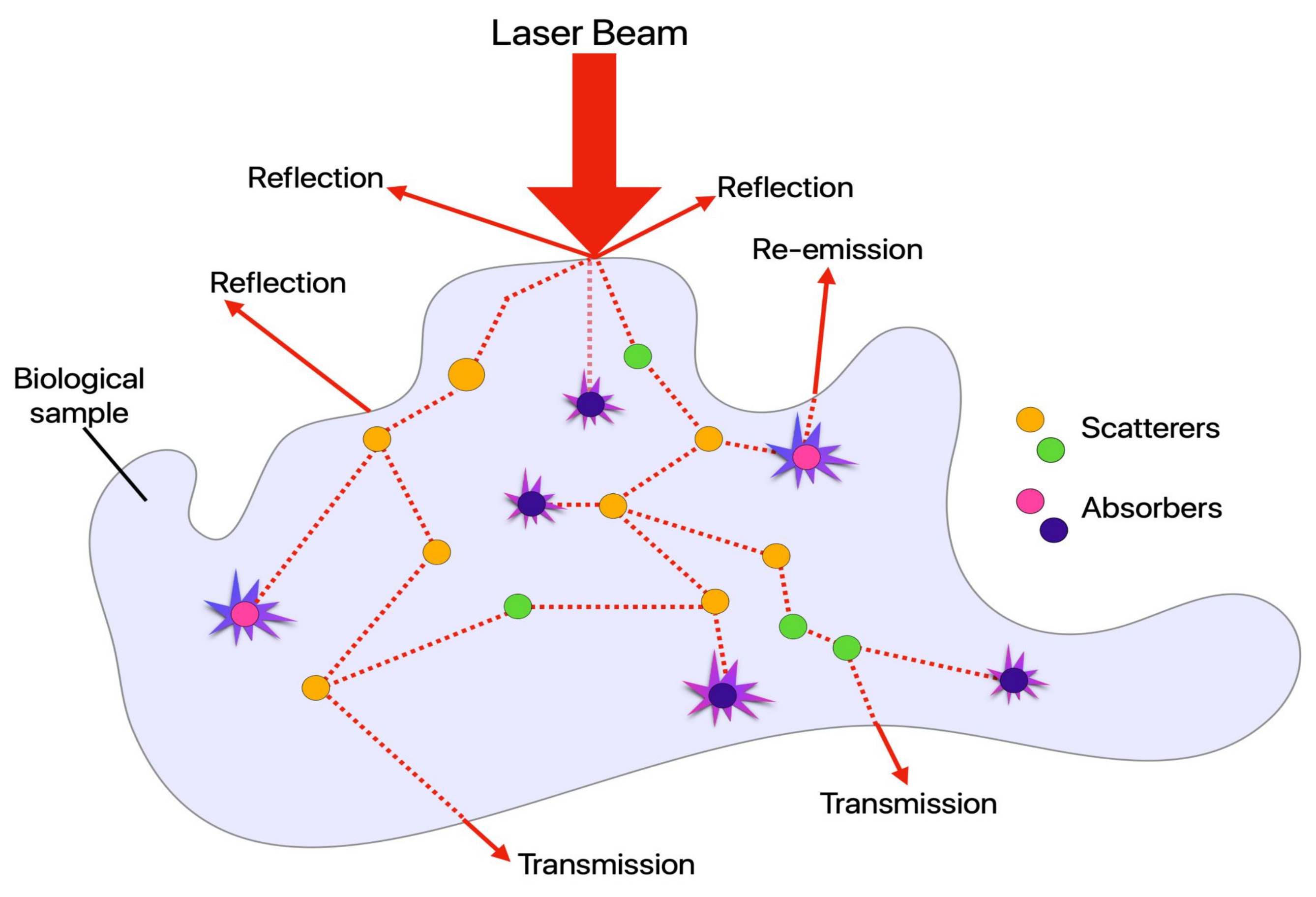 Cells | Free Full-Text | Optical Microscopy and the Extracellular ...