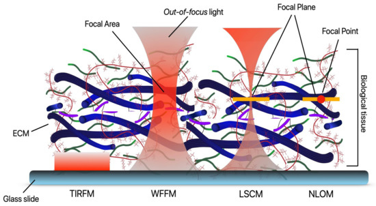 Cells | Free Full-Text | Optical Microscopy and the Extracellular ...