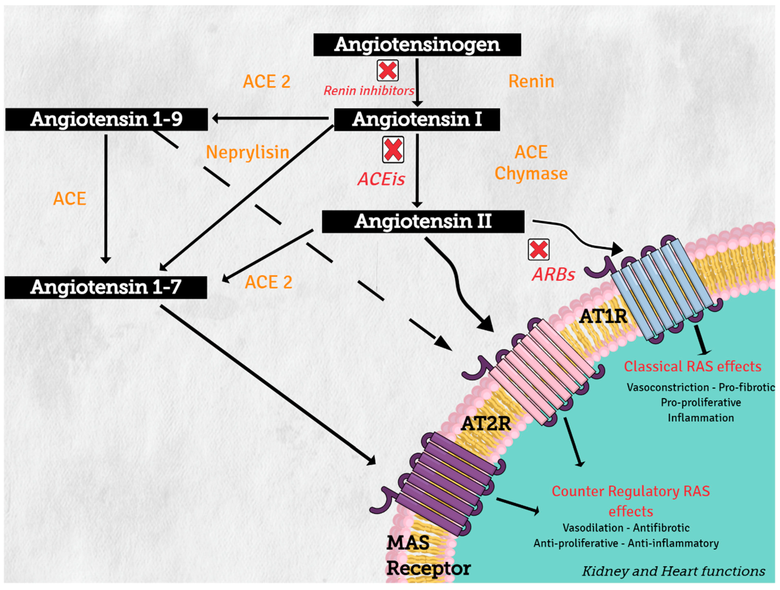 Cells 10 01767 g002 Cells 10 01767 g002