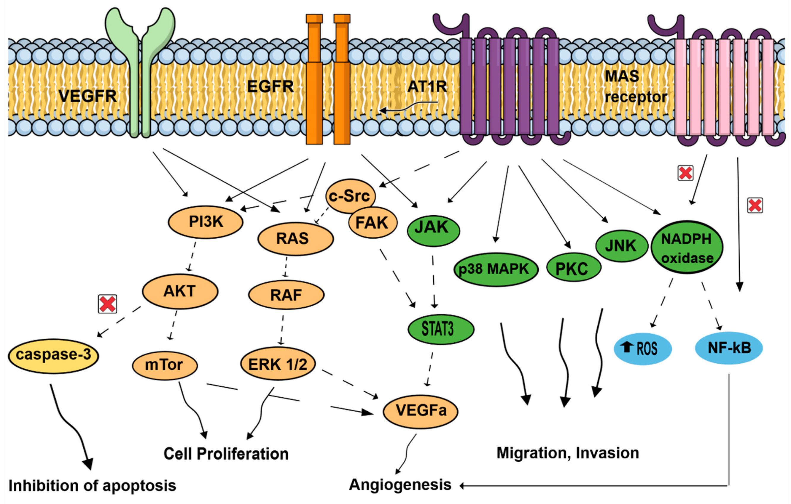 Cells 10 01767 g003 Cells 10 01767 g003