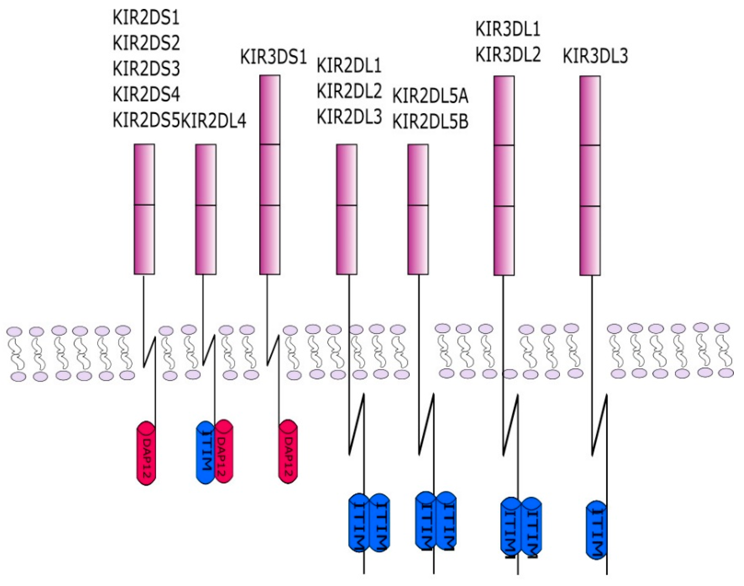 Cells 10 01777 g003 550
