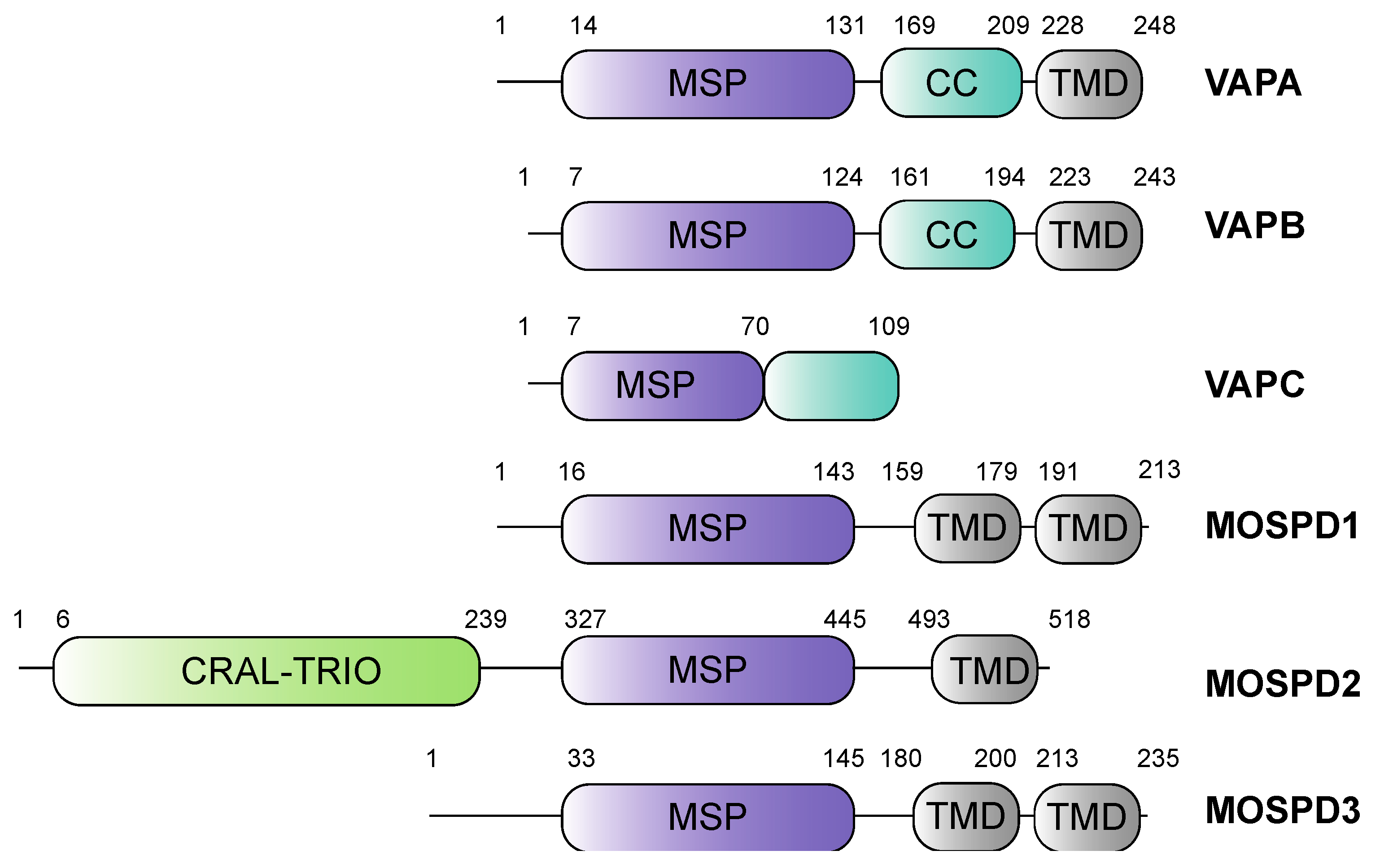 Cells Free Full-Text The Interactome the VAP Family of Proteins: Overview