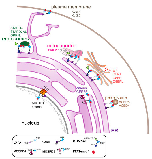 vapa gene VAP-A and its binding partner CERT drive biogenesis of RNA-containing  extracellular vesicles at ER membrane contact sites main image 1