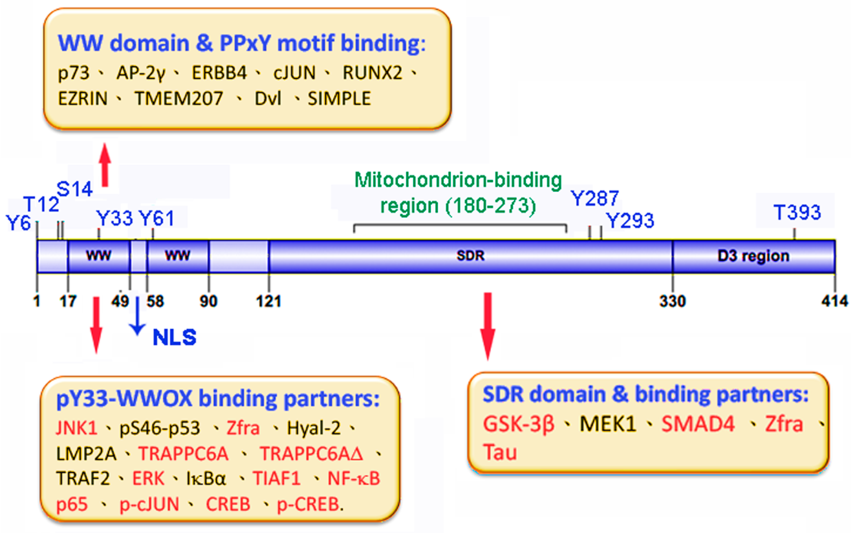 Cells 10 01781 g001 Cells 10 01781 g001
