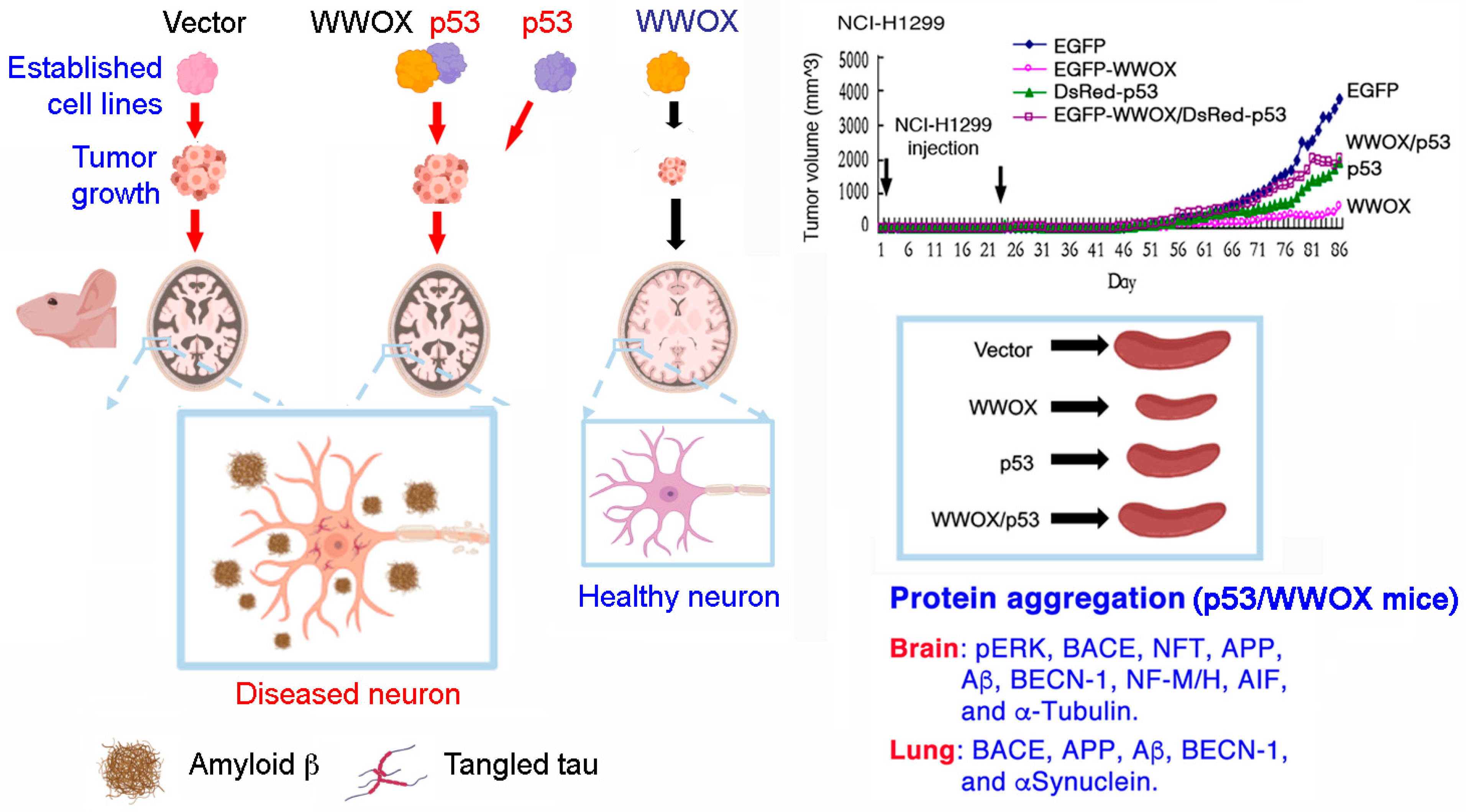 Cells 10 01781 g003 Cells 10 01781 g003