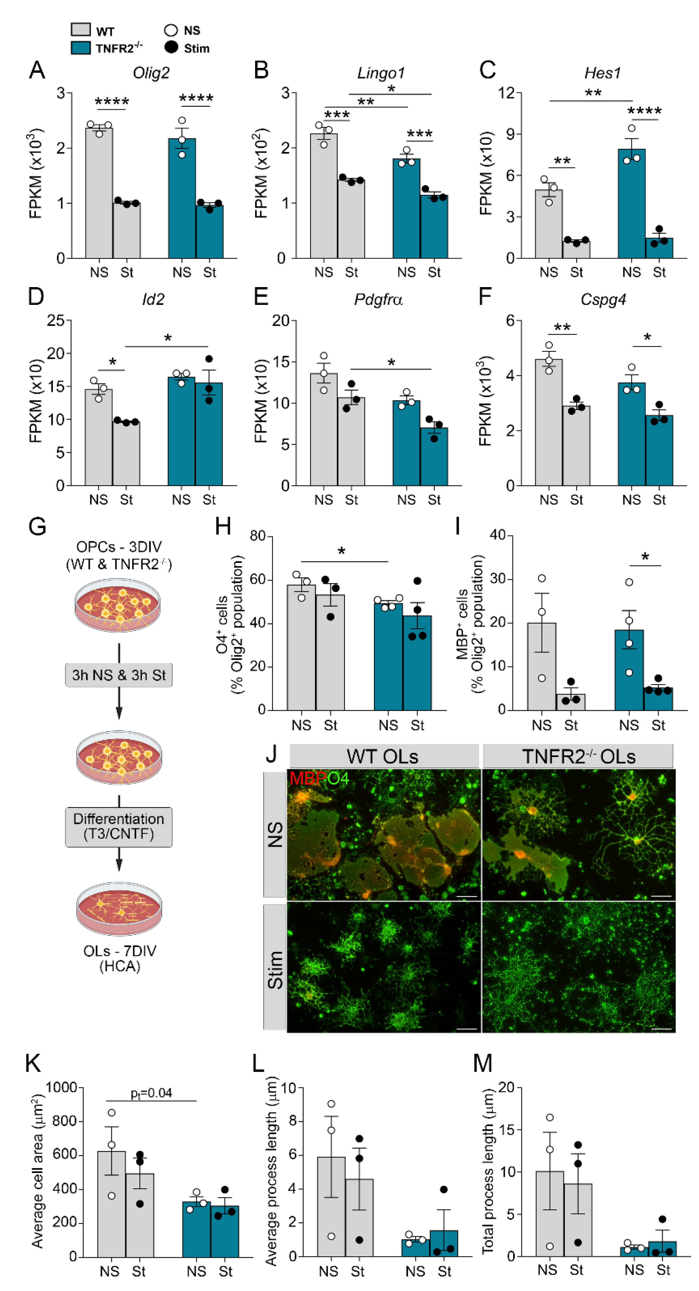 Cells 10 01785 g004 550