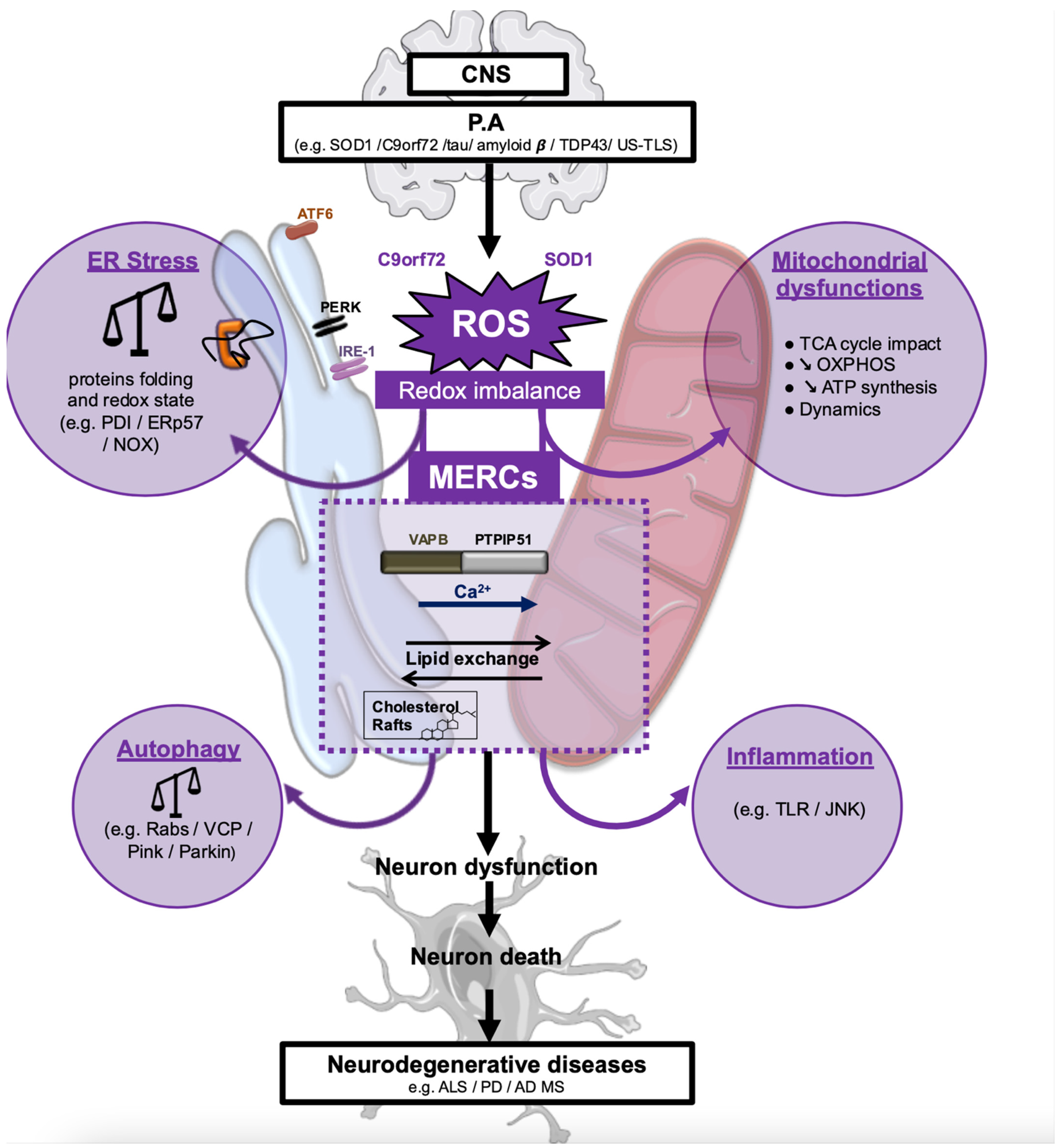 Calcium Signaling Pathways Mediating Synaptic Potentiation Triggered by  Amyotrophic Lateral Sclerosis IgG in Motor Nerve Terminals