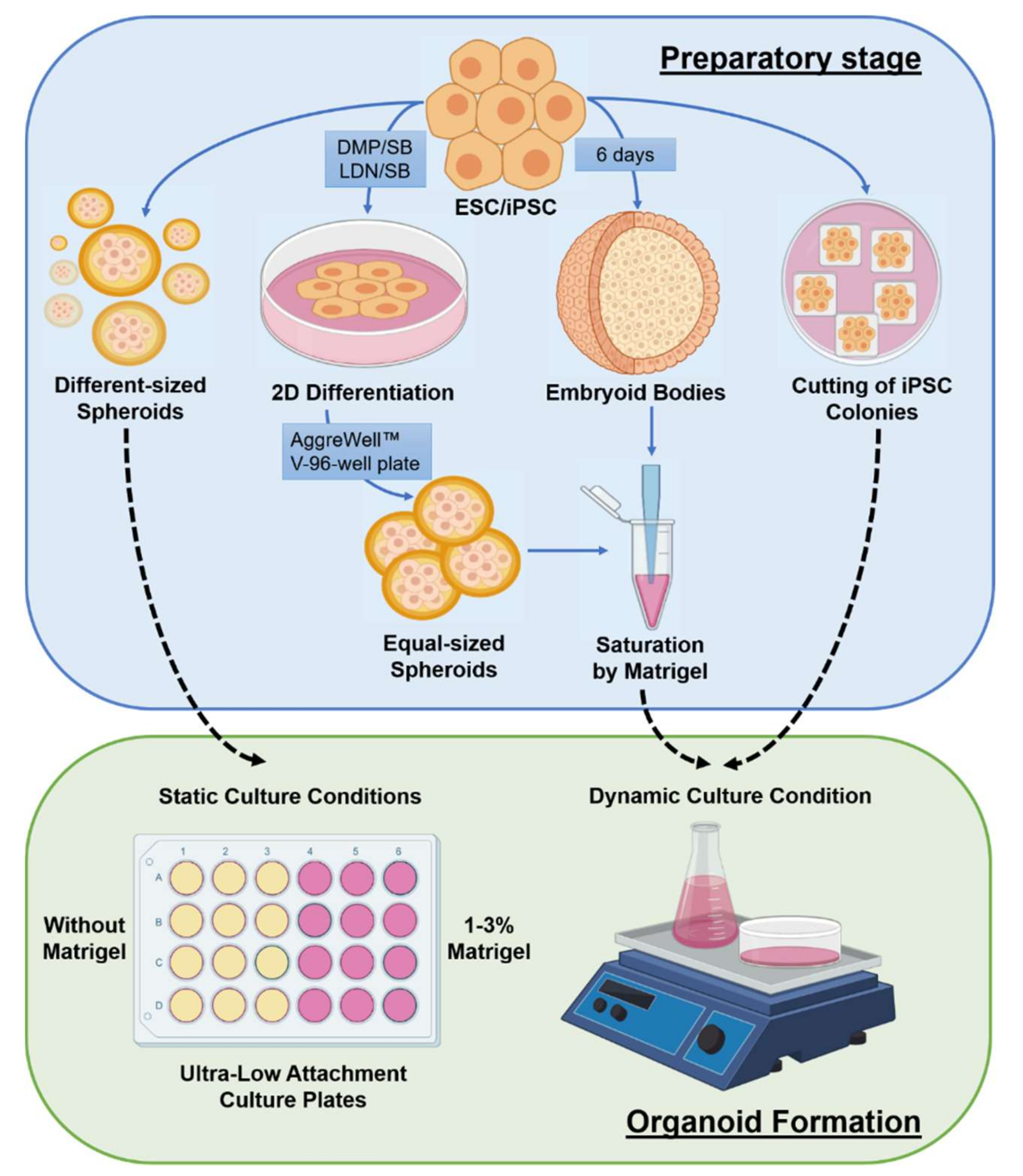 Cells 10 01790 g001 550