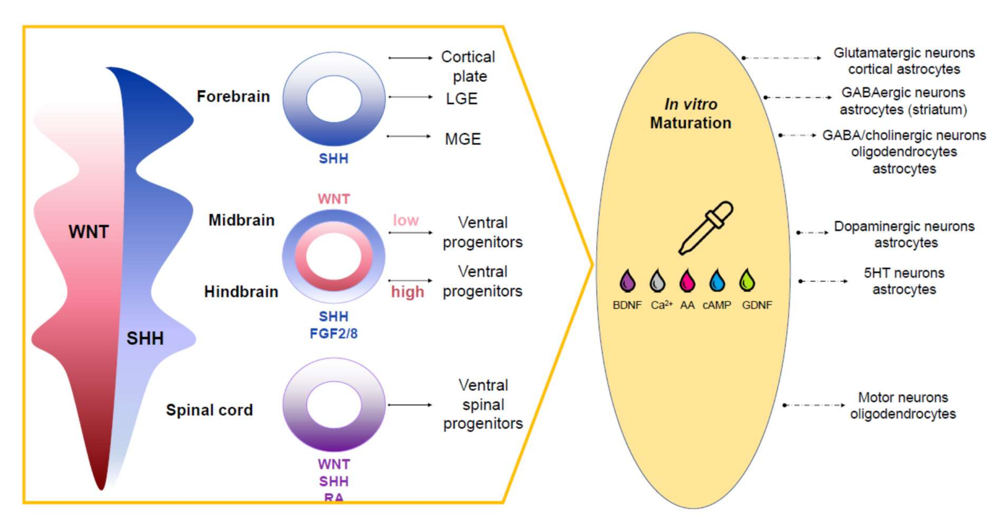 Cells 10 01790 g002 550