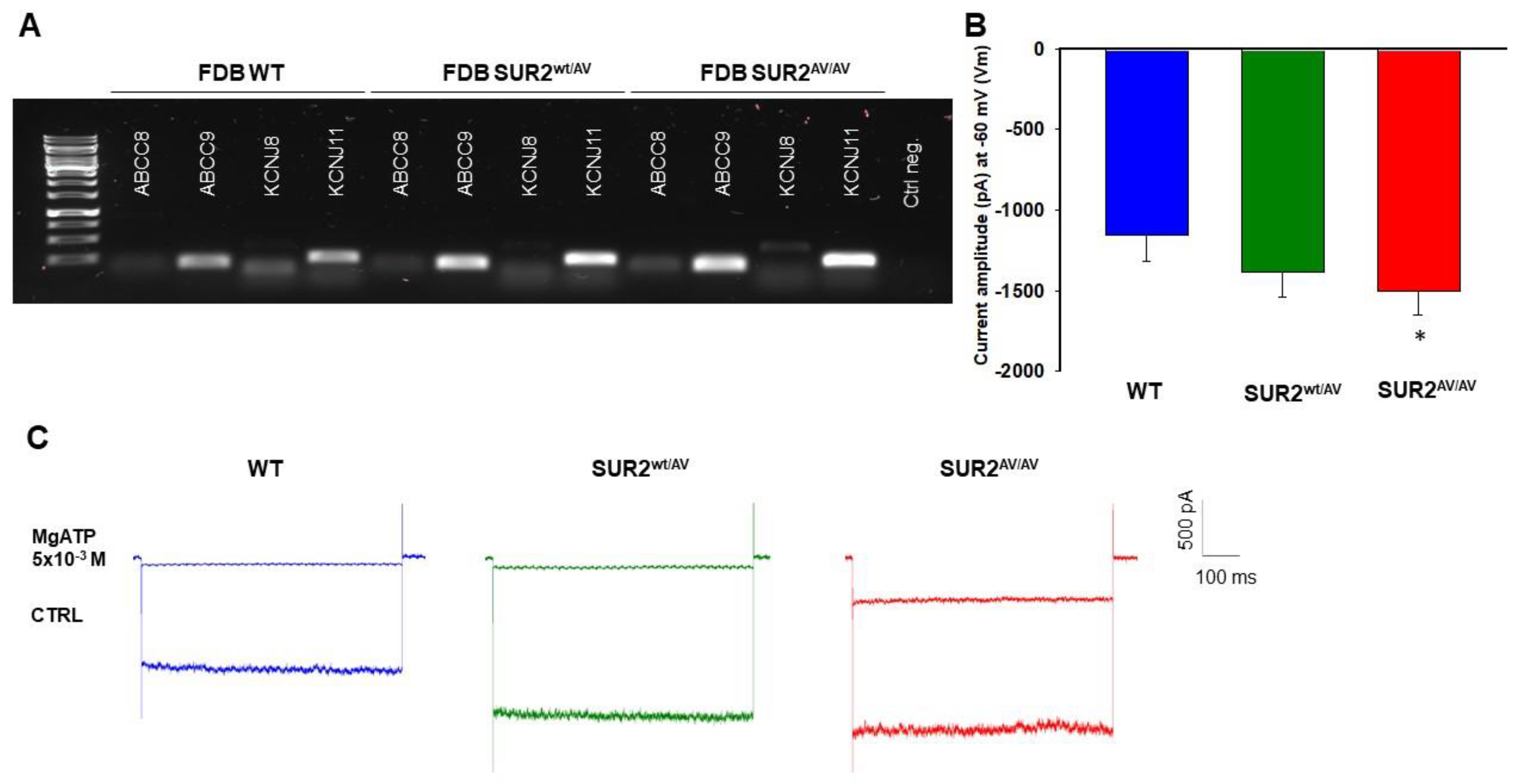 Cells 10 01791 g002 Cells 10 01791 g002