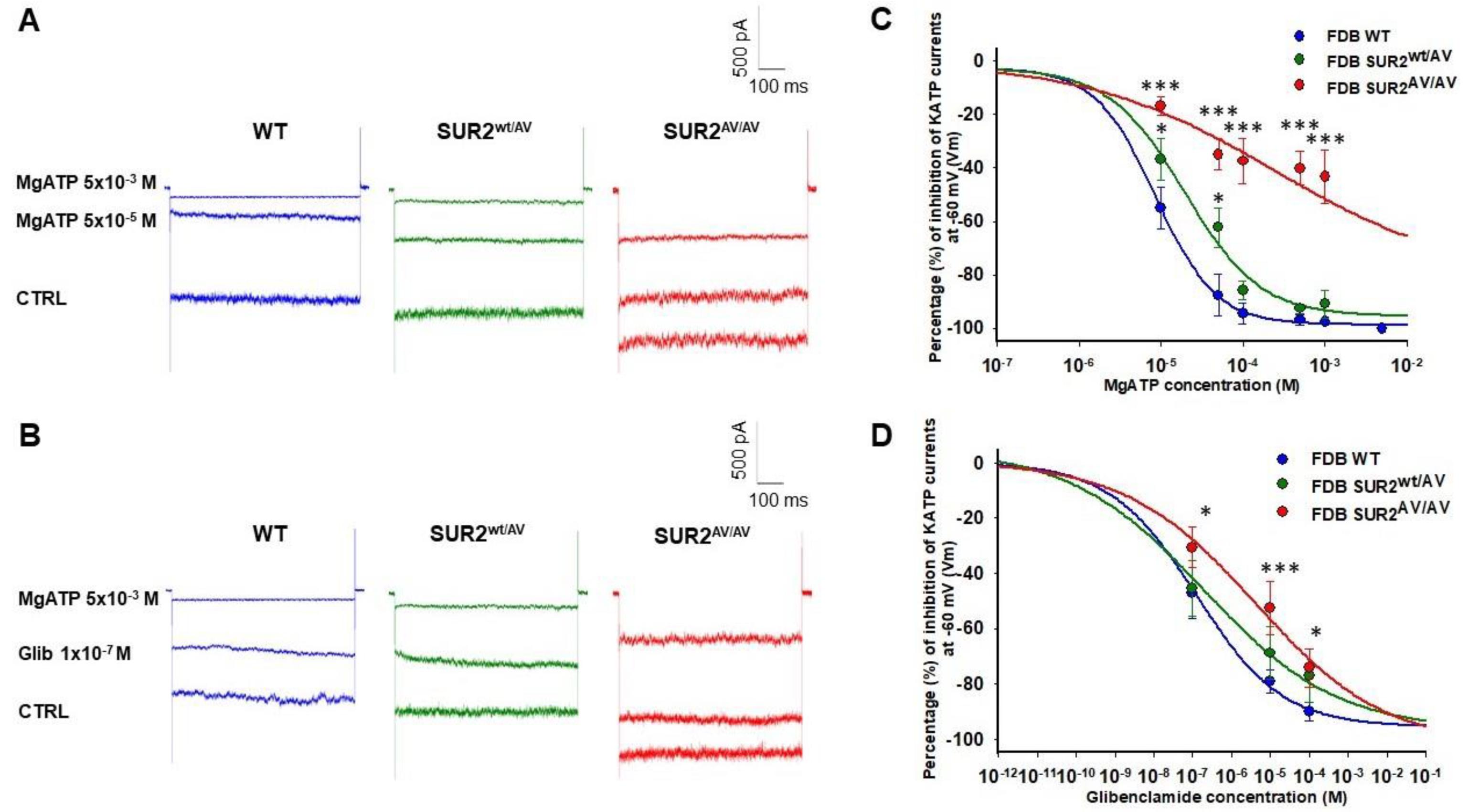 Cells 10 01791 g003 Cells 10 01791 g003