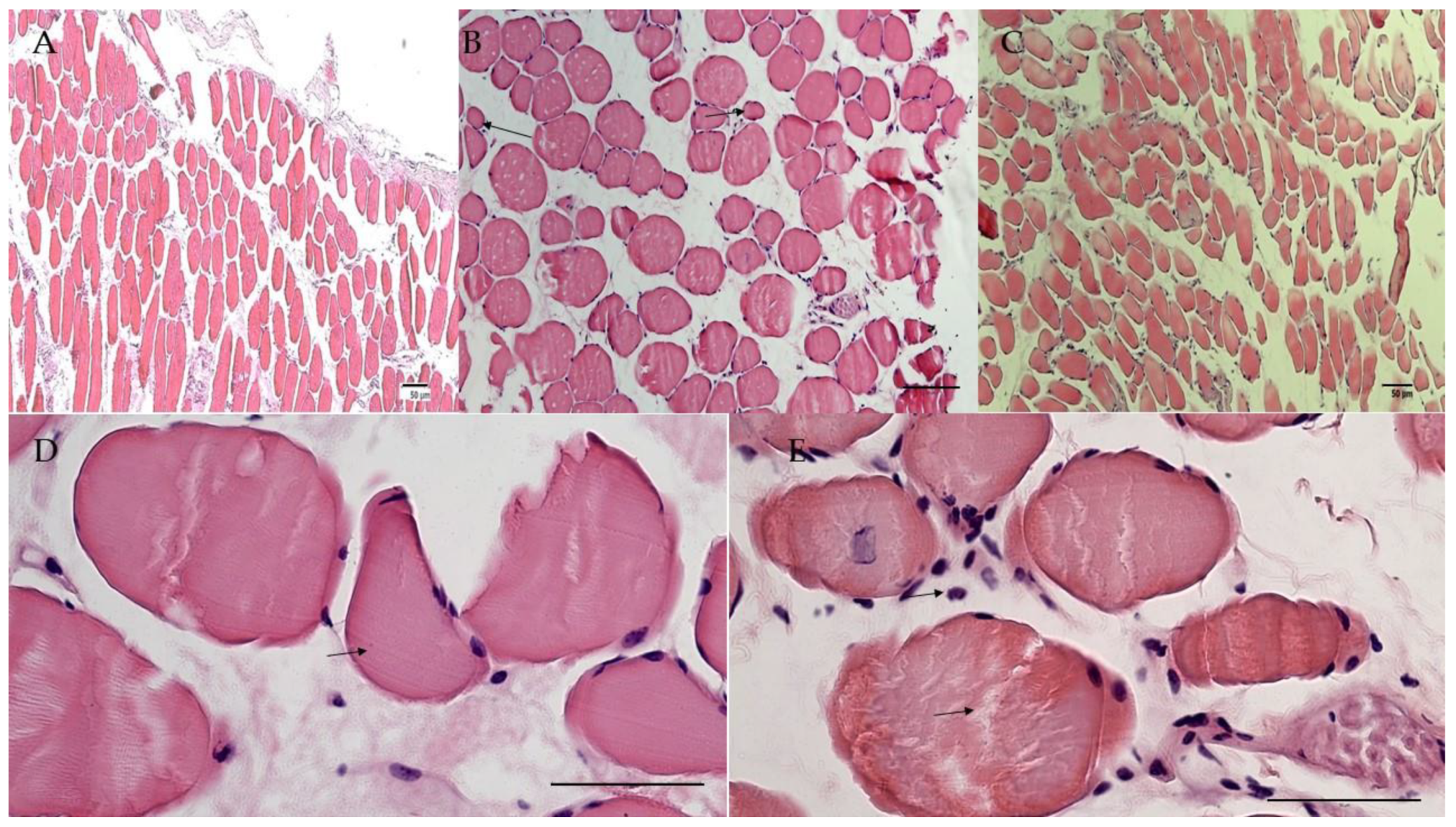 Cells 10 01791 g006 Cells 10 01791 g006