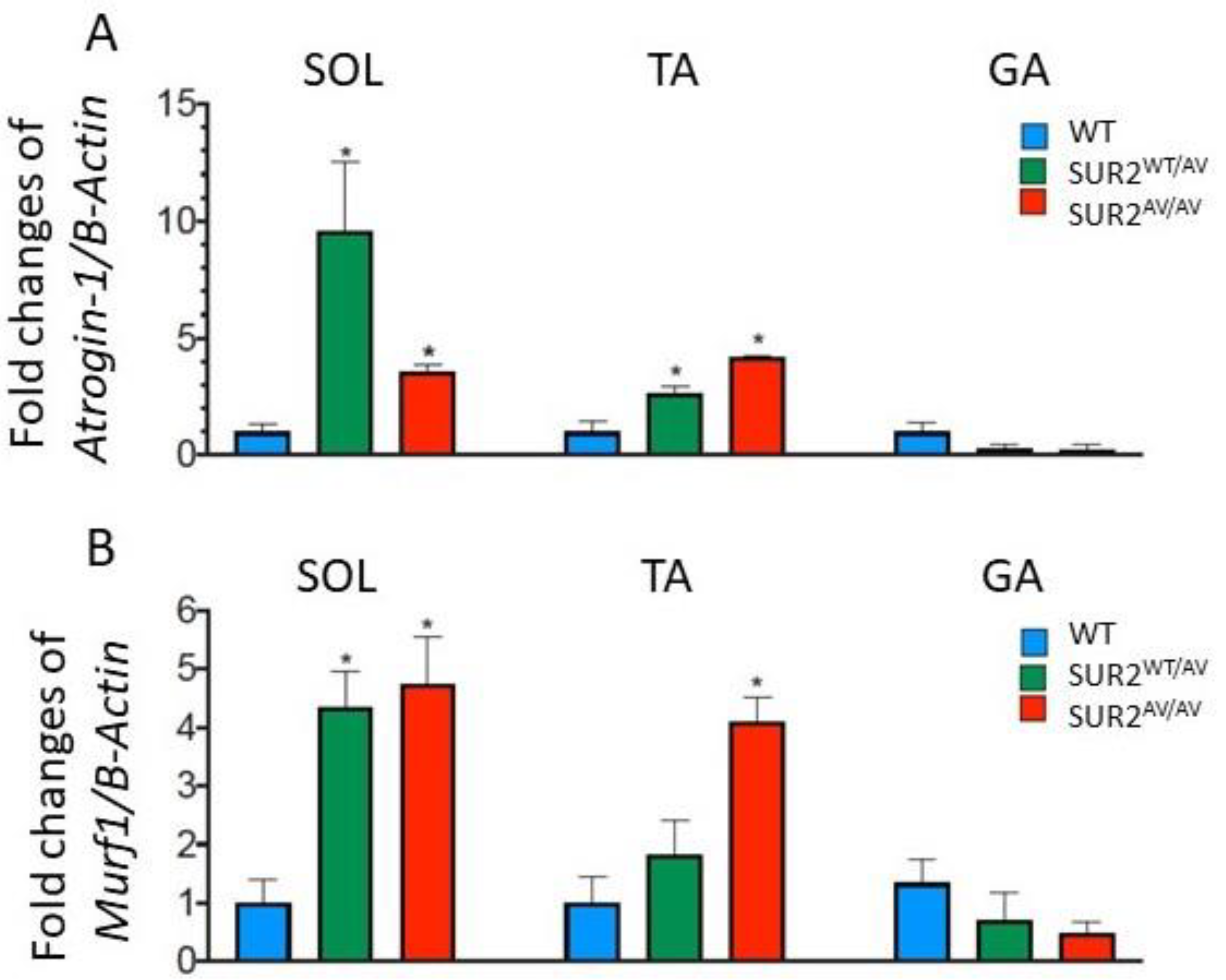 Cells 10 01791 g008 Cells 10 01791 g008