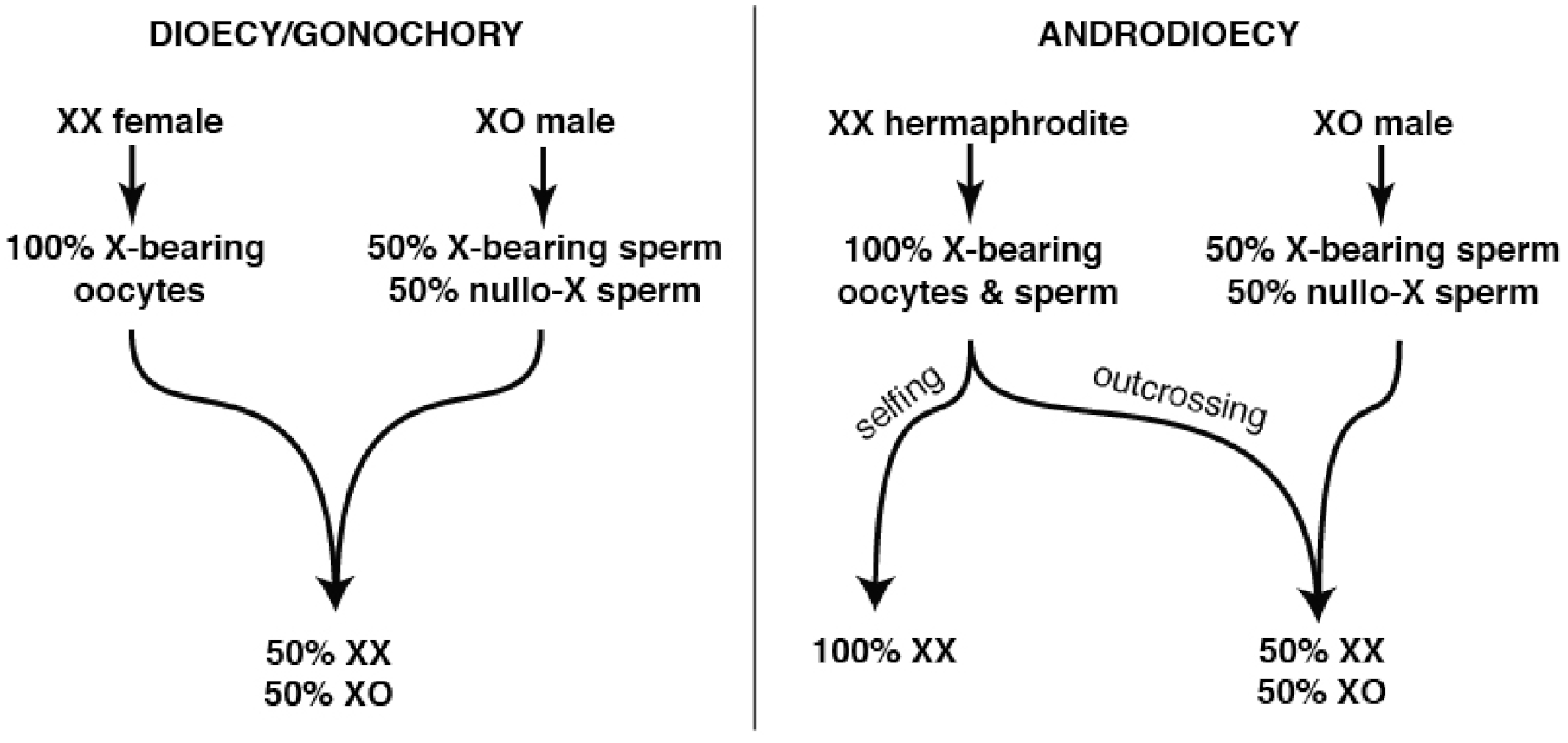 Cells 10 01793 g001 Cells 10 01793 g001