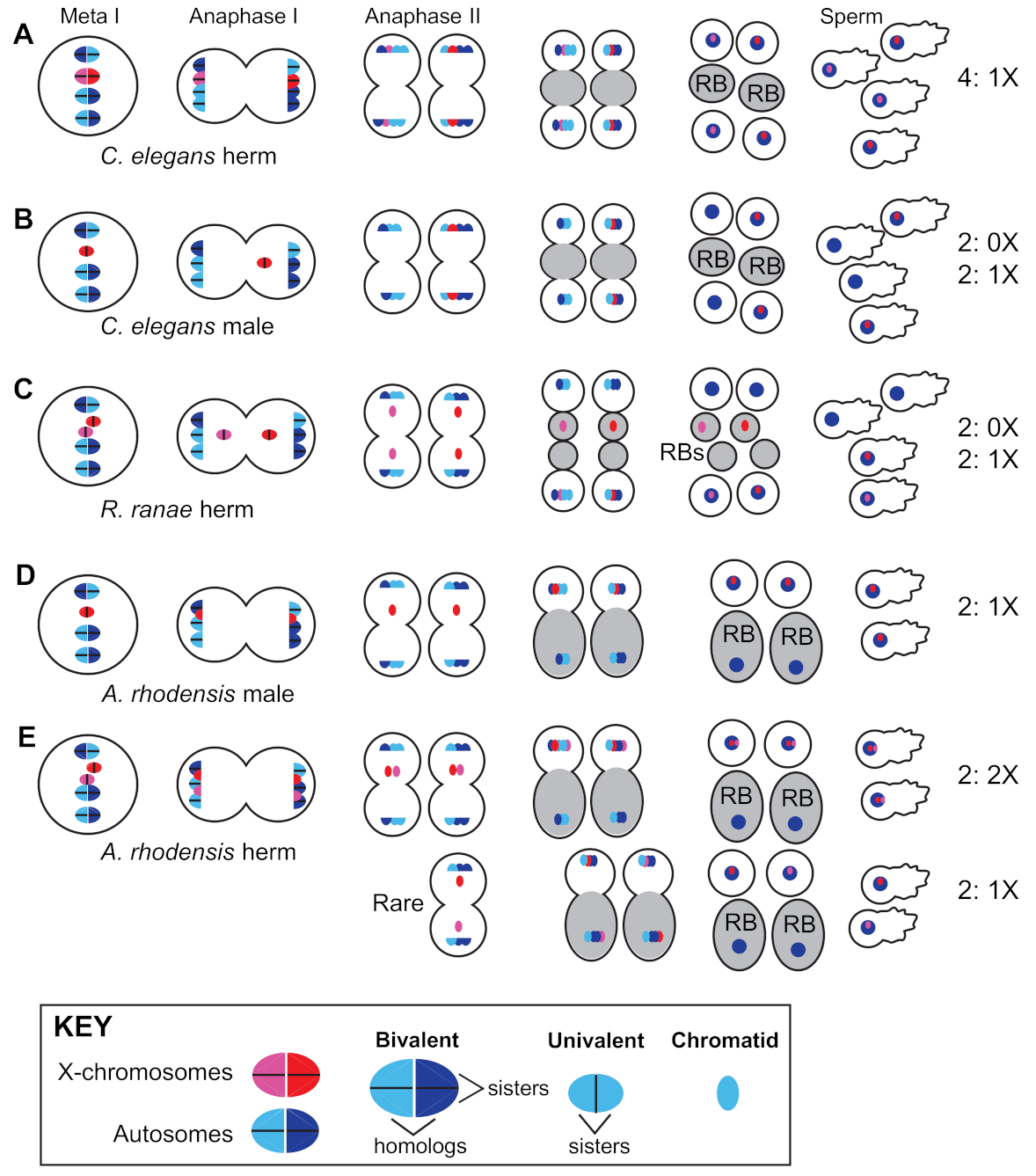 Cells 10 01793 g002 Cells 10 01793 g002