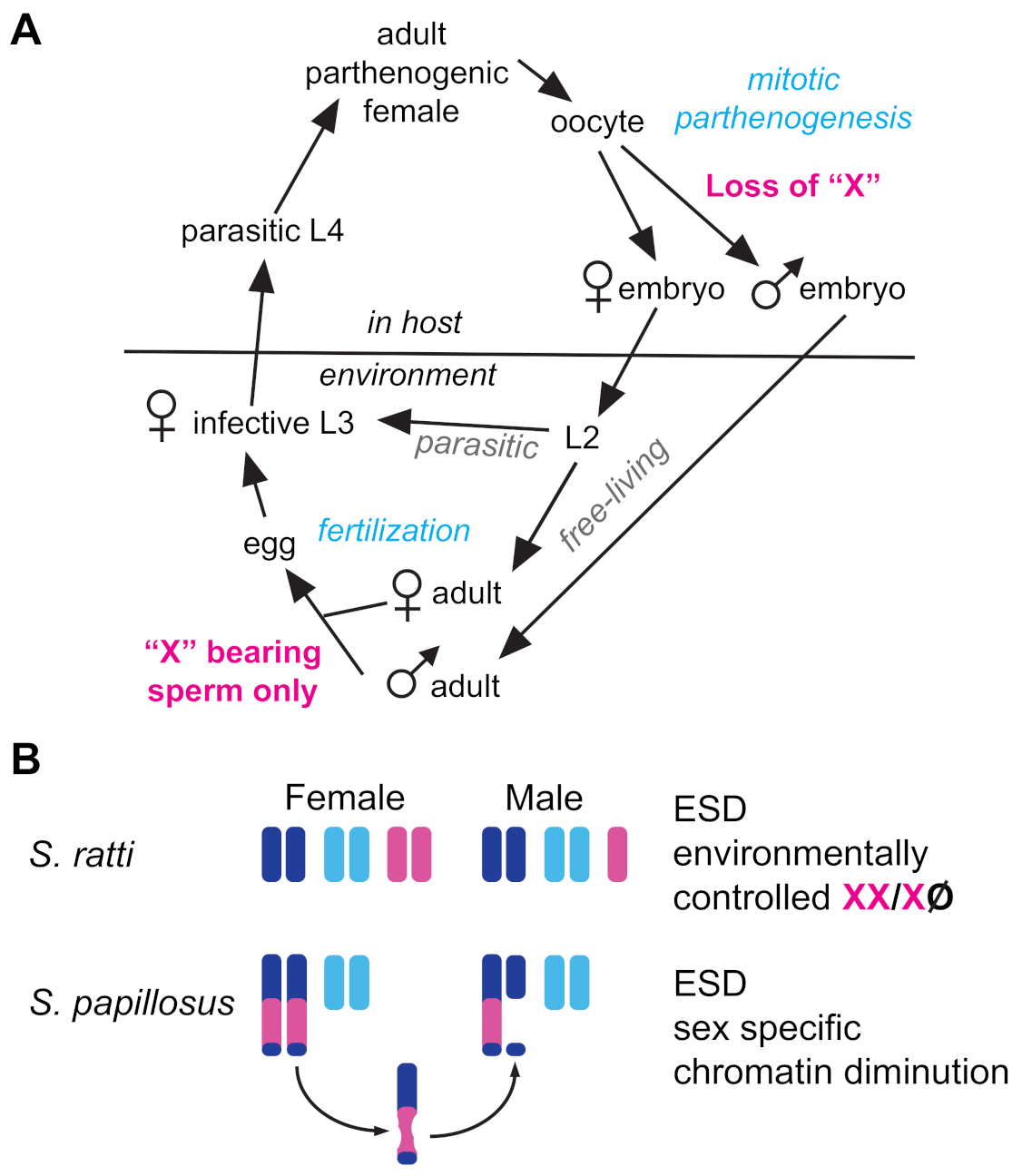 Cells 10 01793 g004 Cells 10 01793 g004
