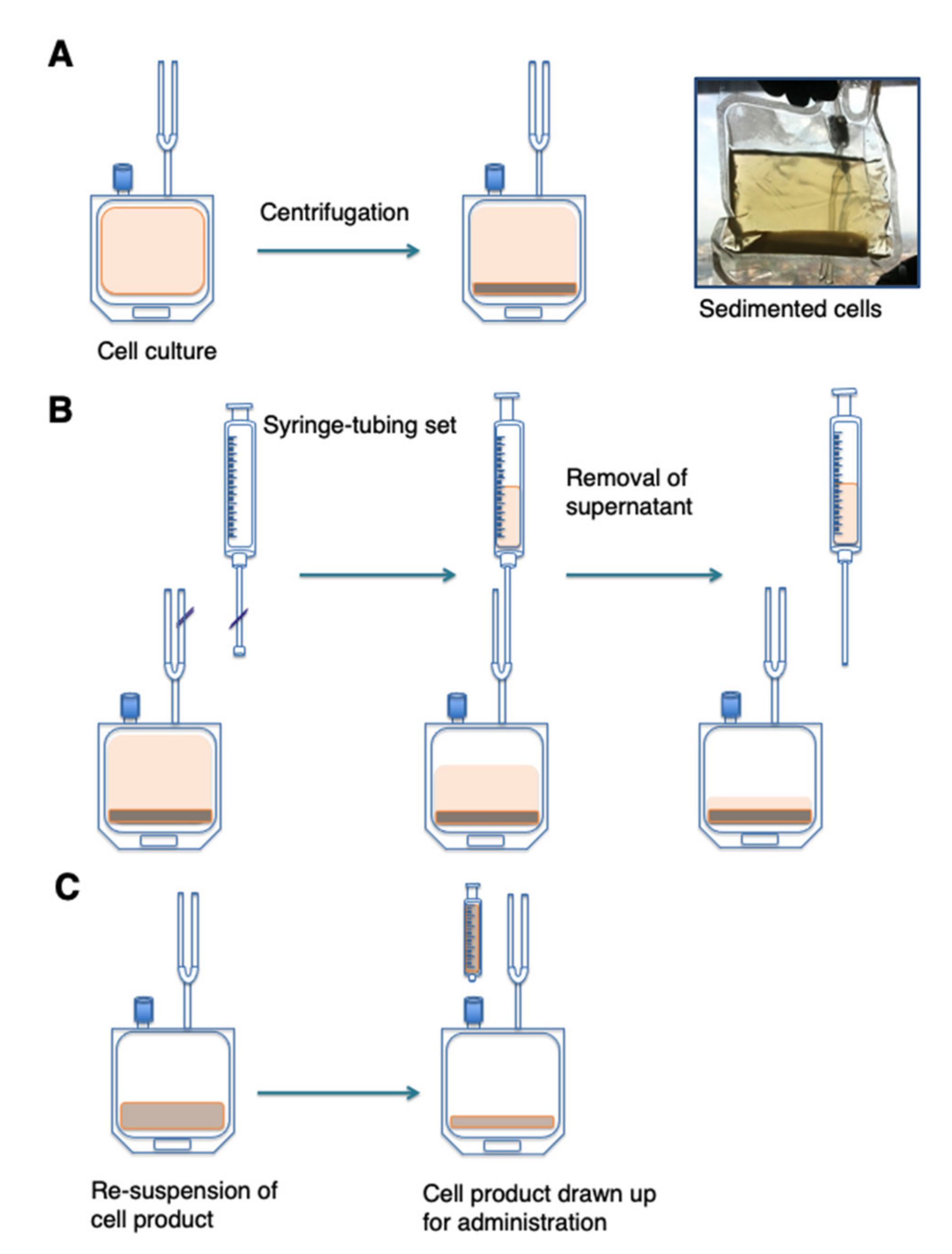 Cells 10 01797 g004 550