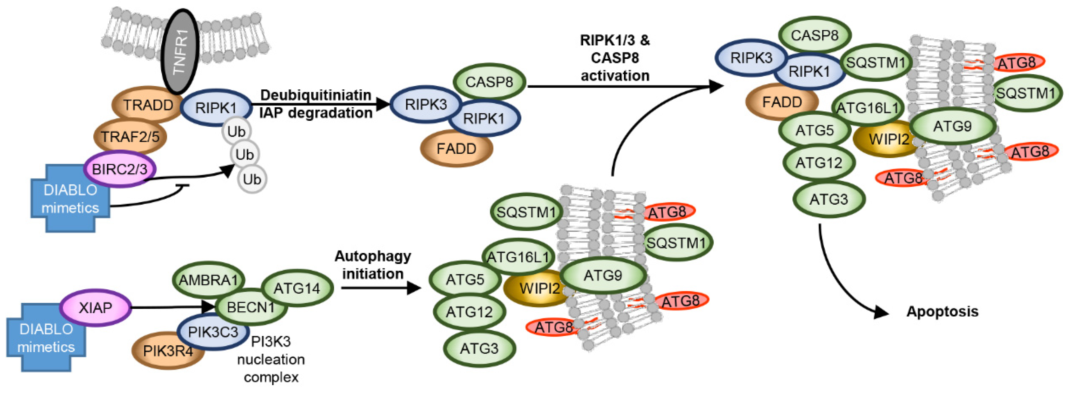Cells 10 01798 g003 Cells 10 01798 g003