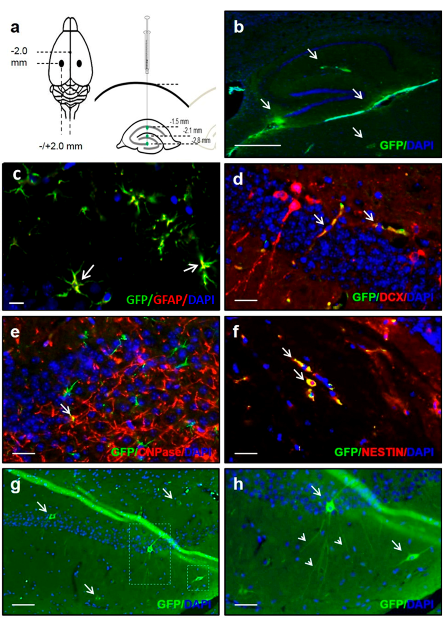 Cells 10 01802 g001 550
