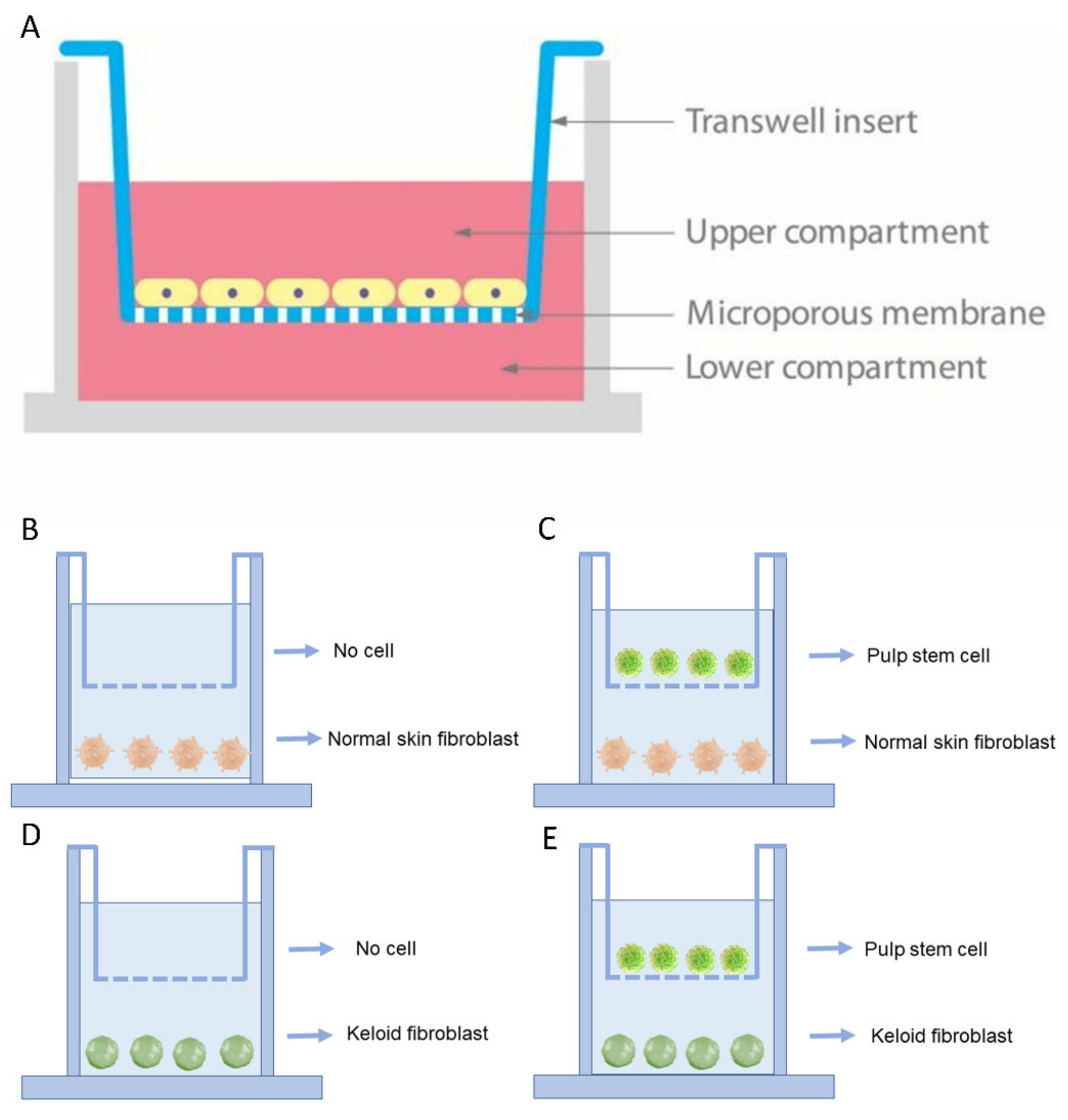 Cells 10 01803 g001 550
