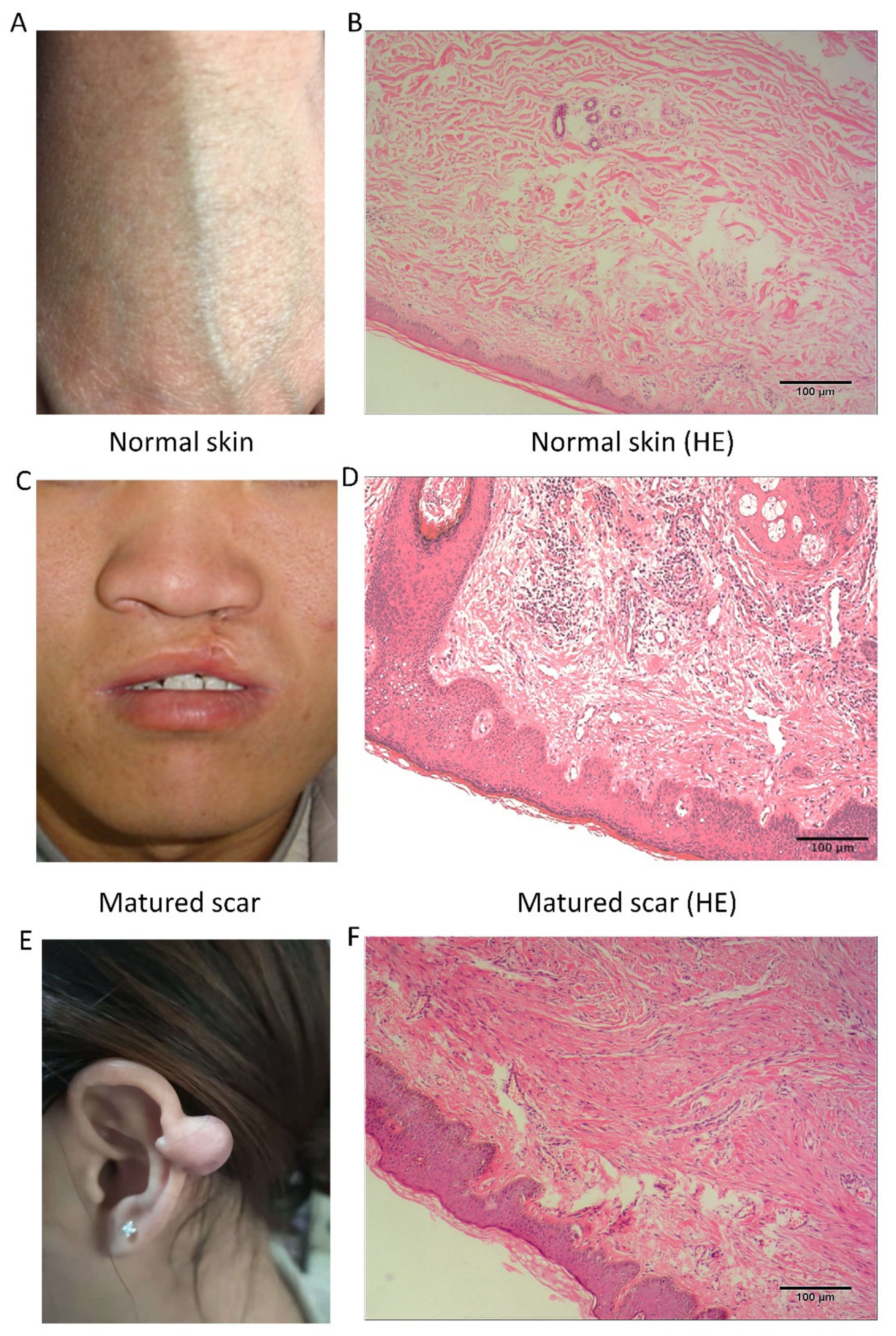 Cells 10 01803 g002 550