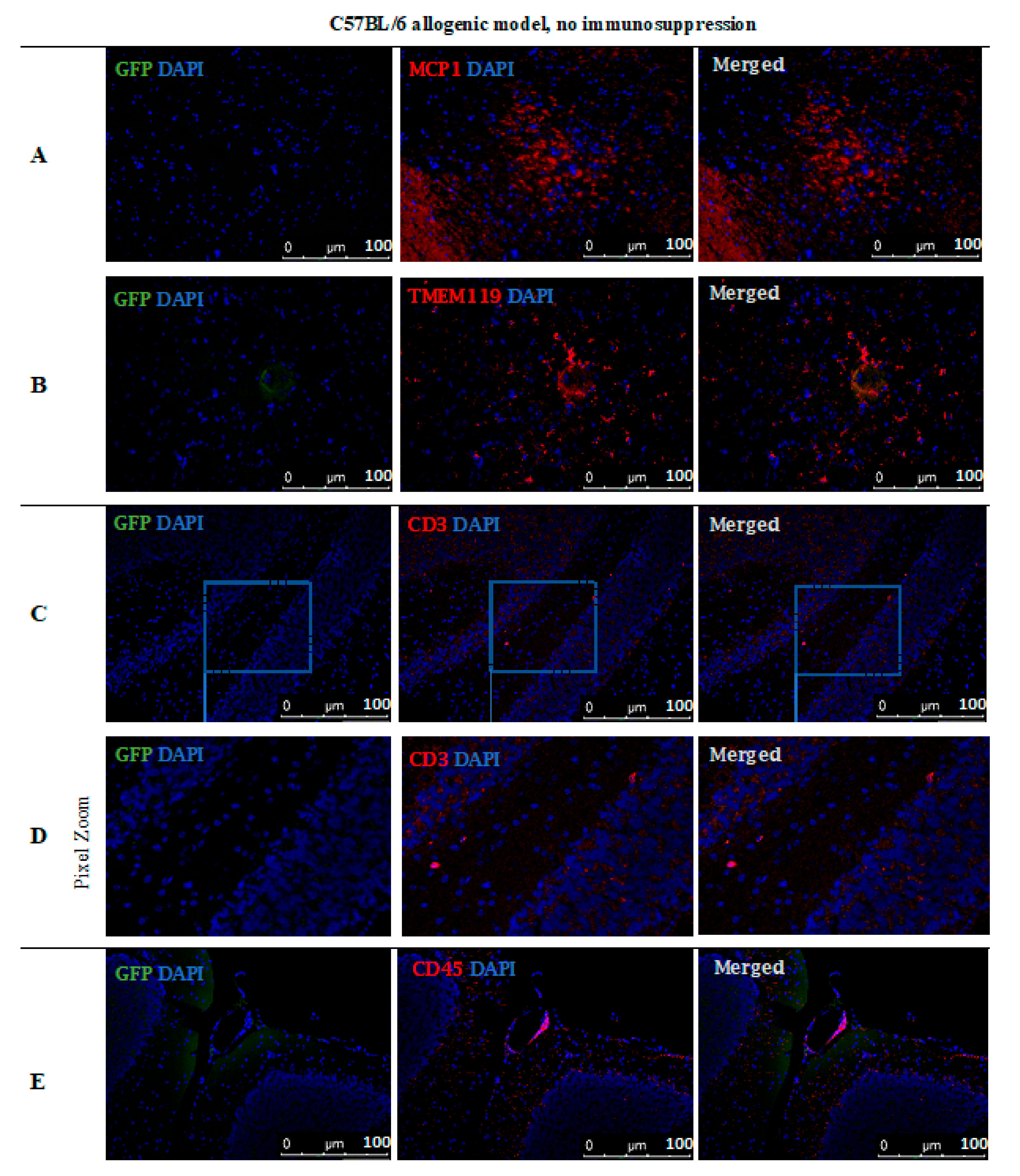 Cells 10 01804 g011 550