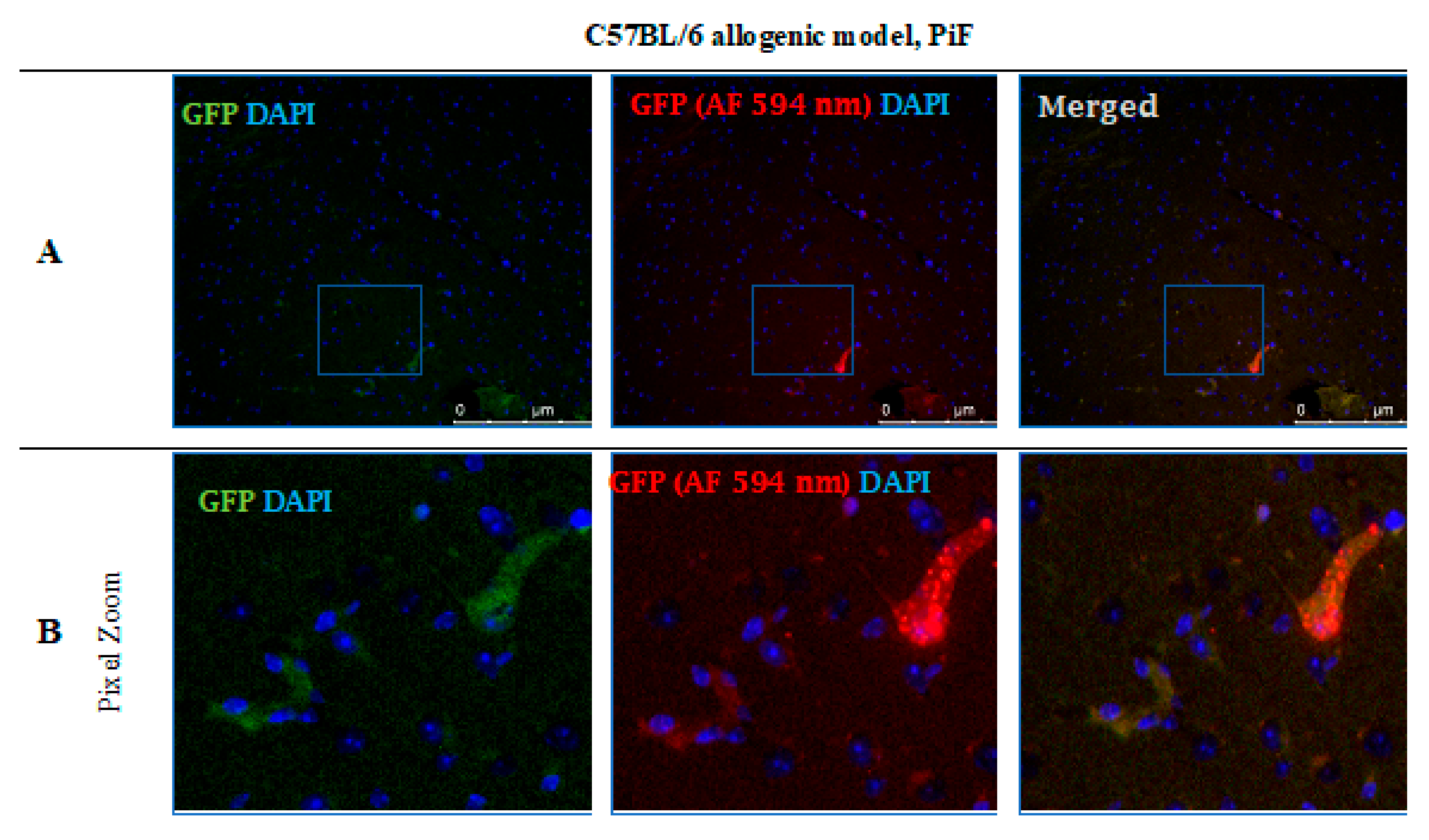 Cells 10 01804 g012 550