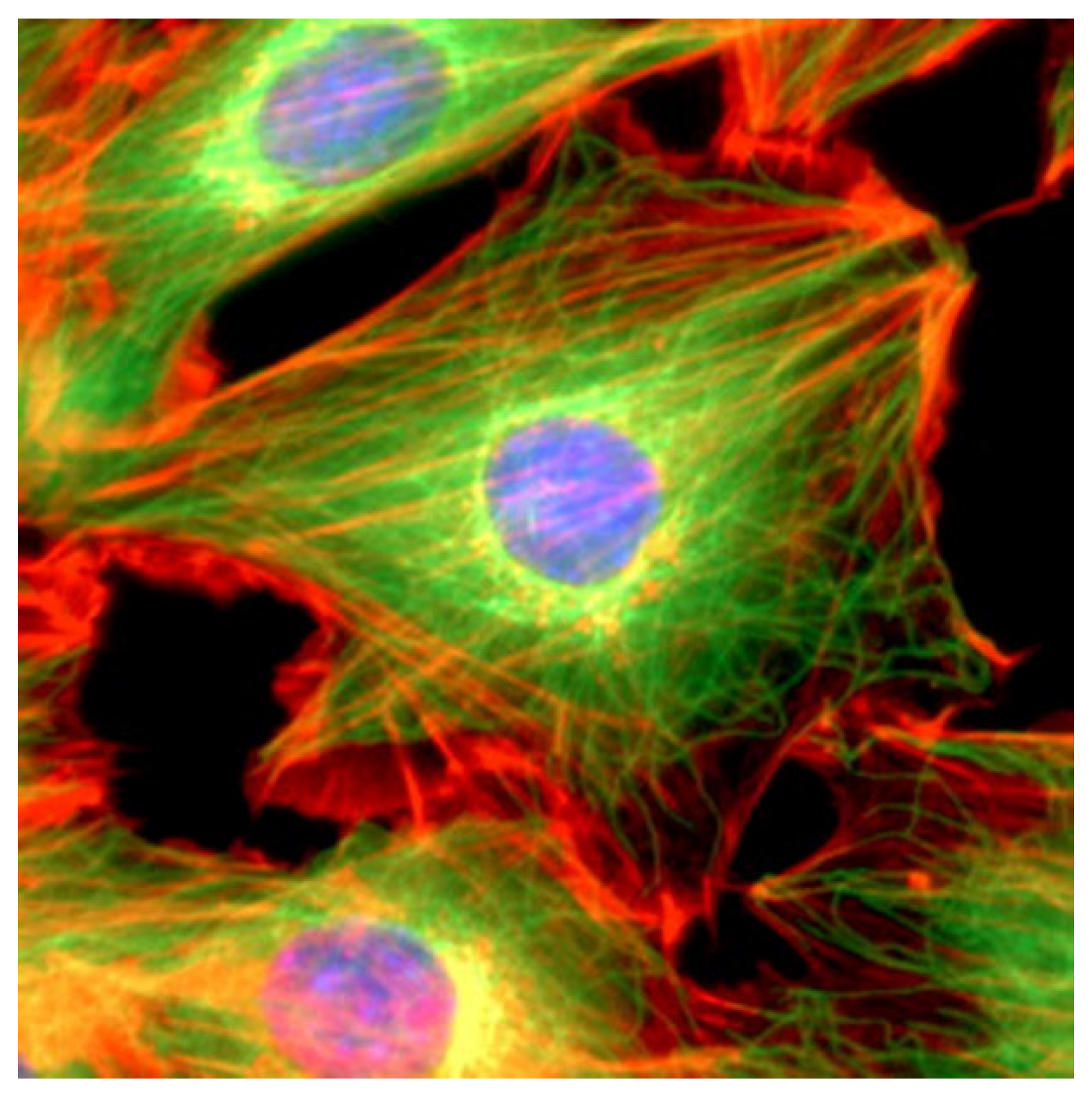 Cells 10 01818 g002 550