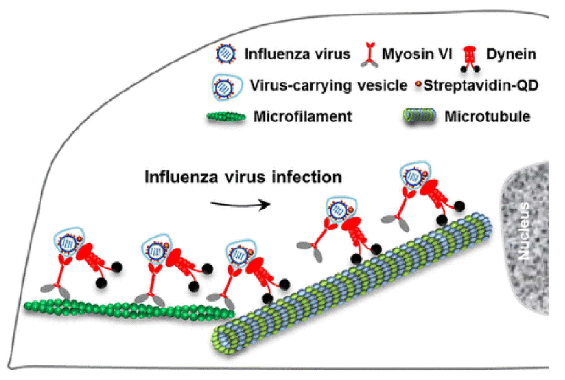 Cells 10 01818 g003 550