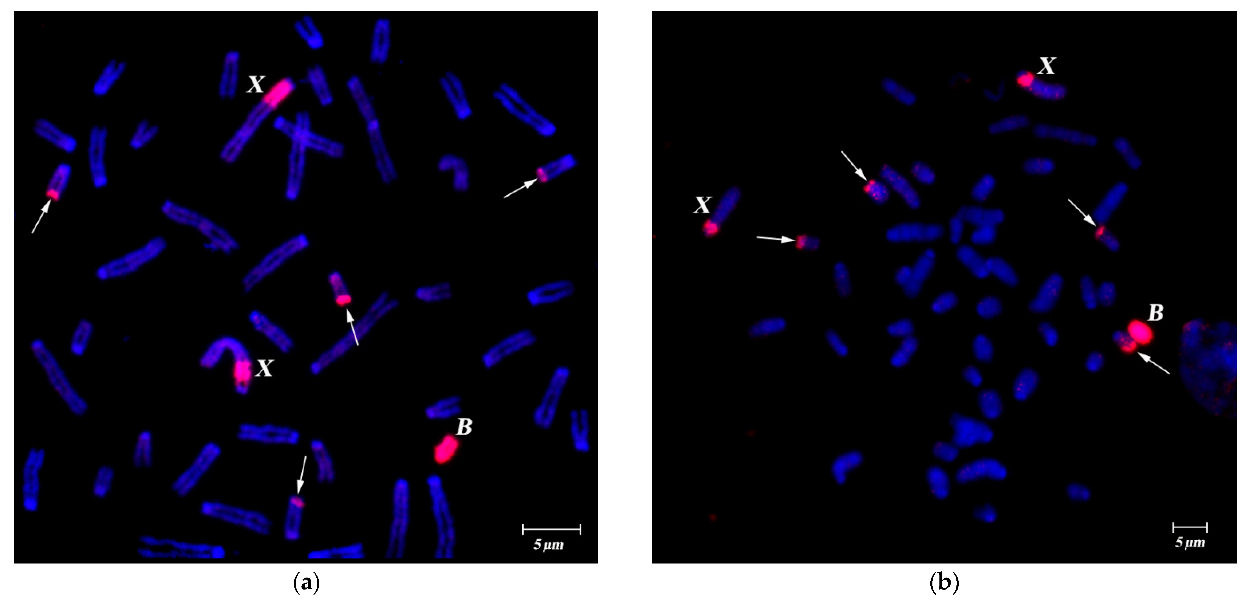 Cells 10 01819 g001 Cells 10 01819 g001