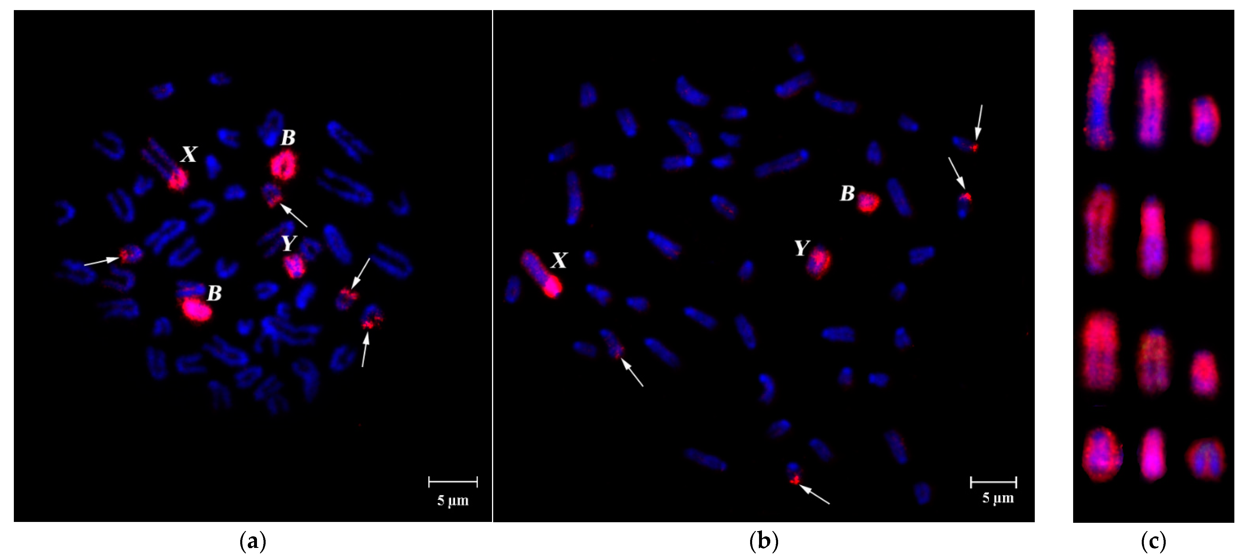 Cells 10 01819 g002 Cells 10 01819 g002