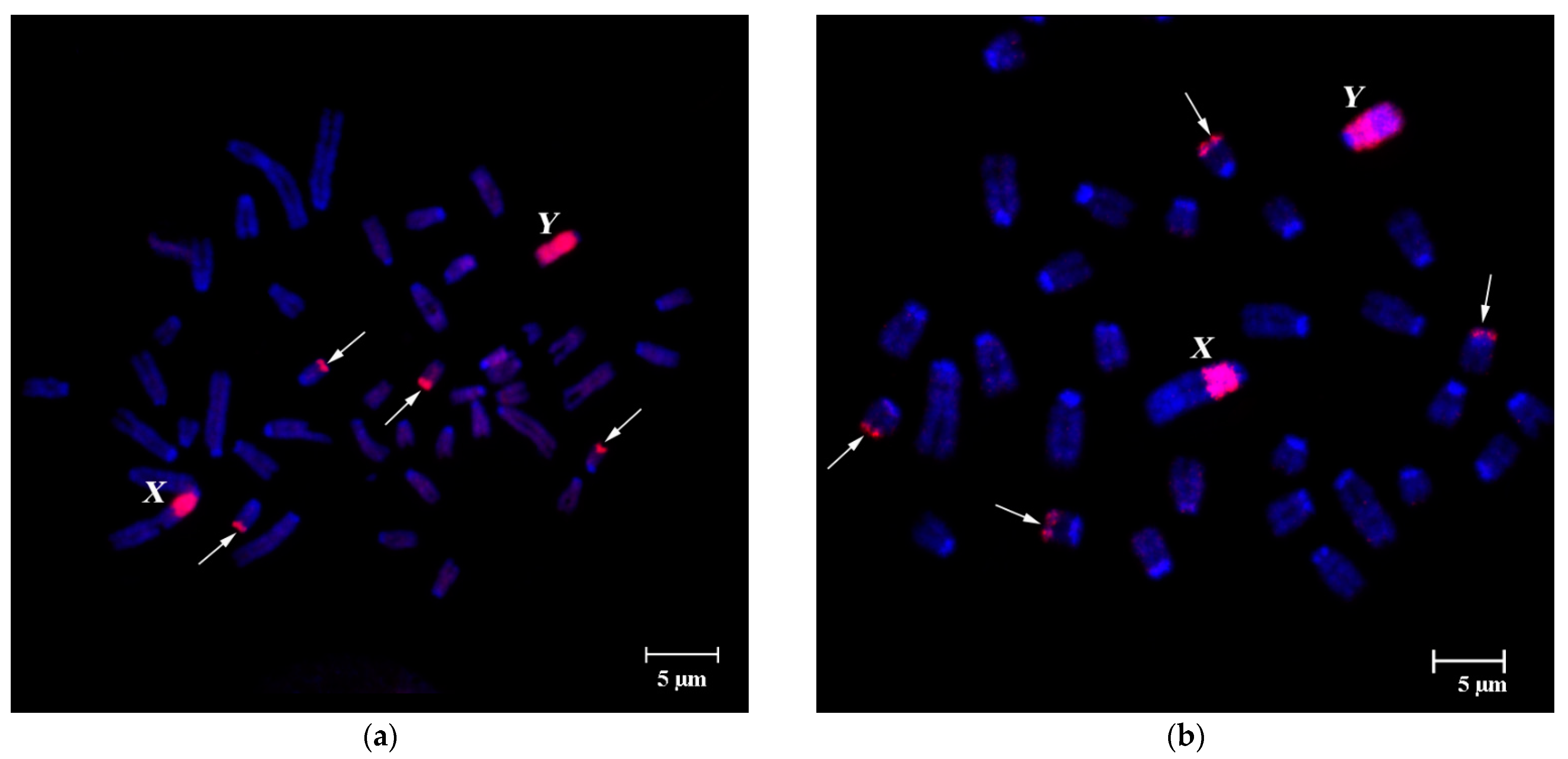 Cells 10 01819 g003 Cells 10 01819 g003