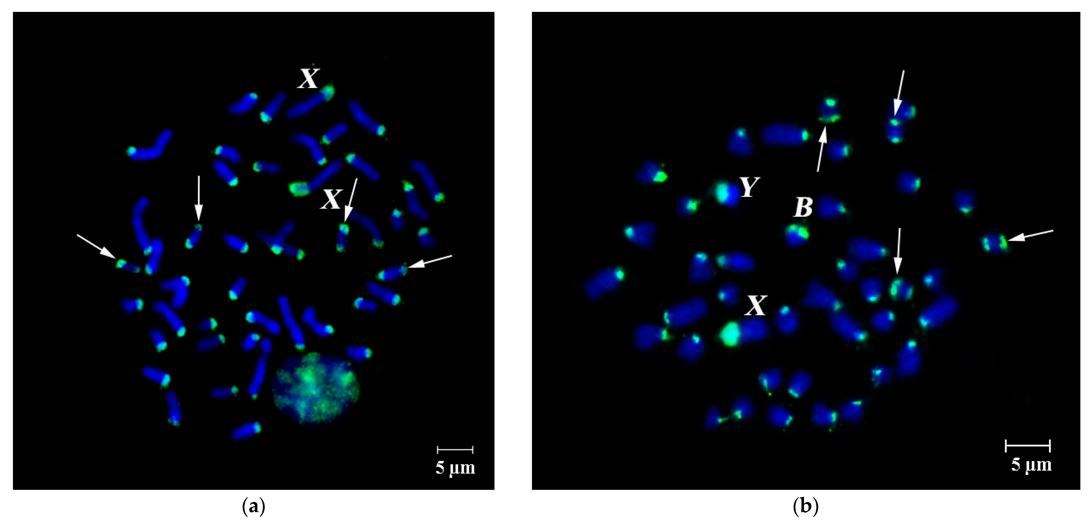 Cells 10 01819 g004 Cells 10 01819 g004