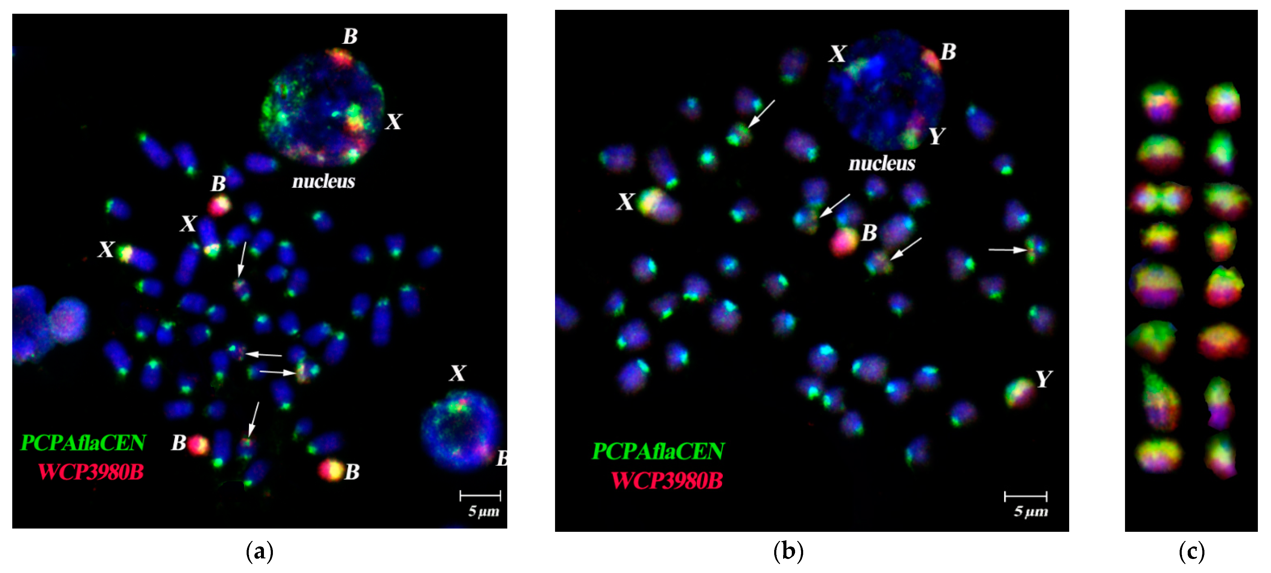Cells 10 01819 g005 Cells 10 01819 g005
