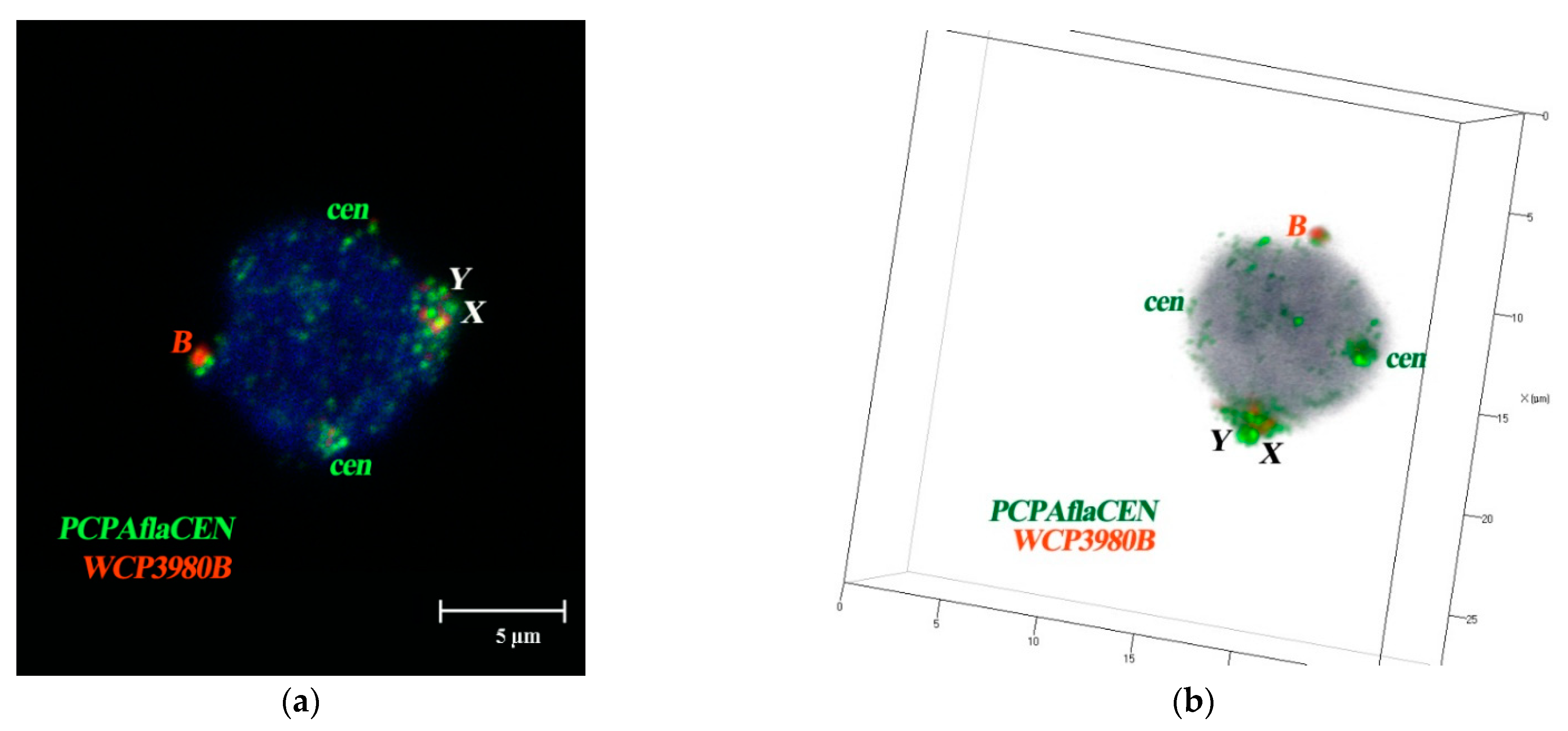 Cells 10 01819 g006 Cells 10 01819 g006