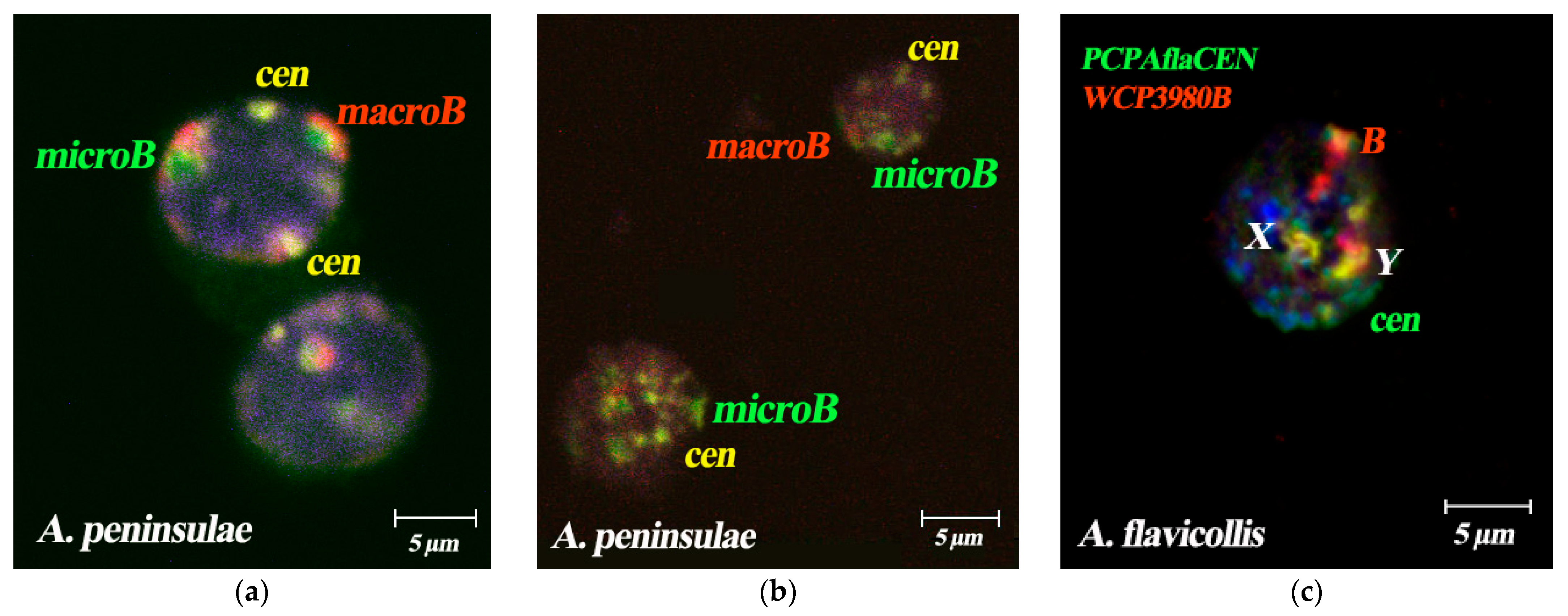 Cells 10 01819 g007 Cells 10 01819 g007