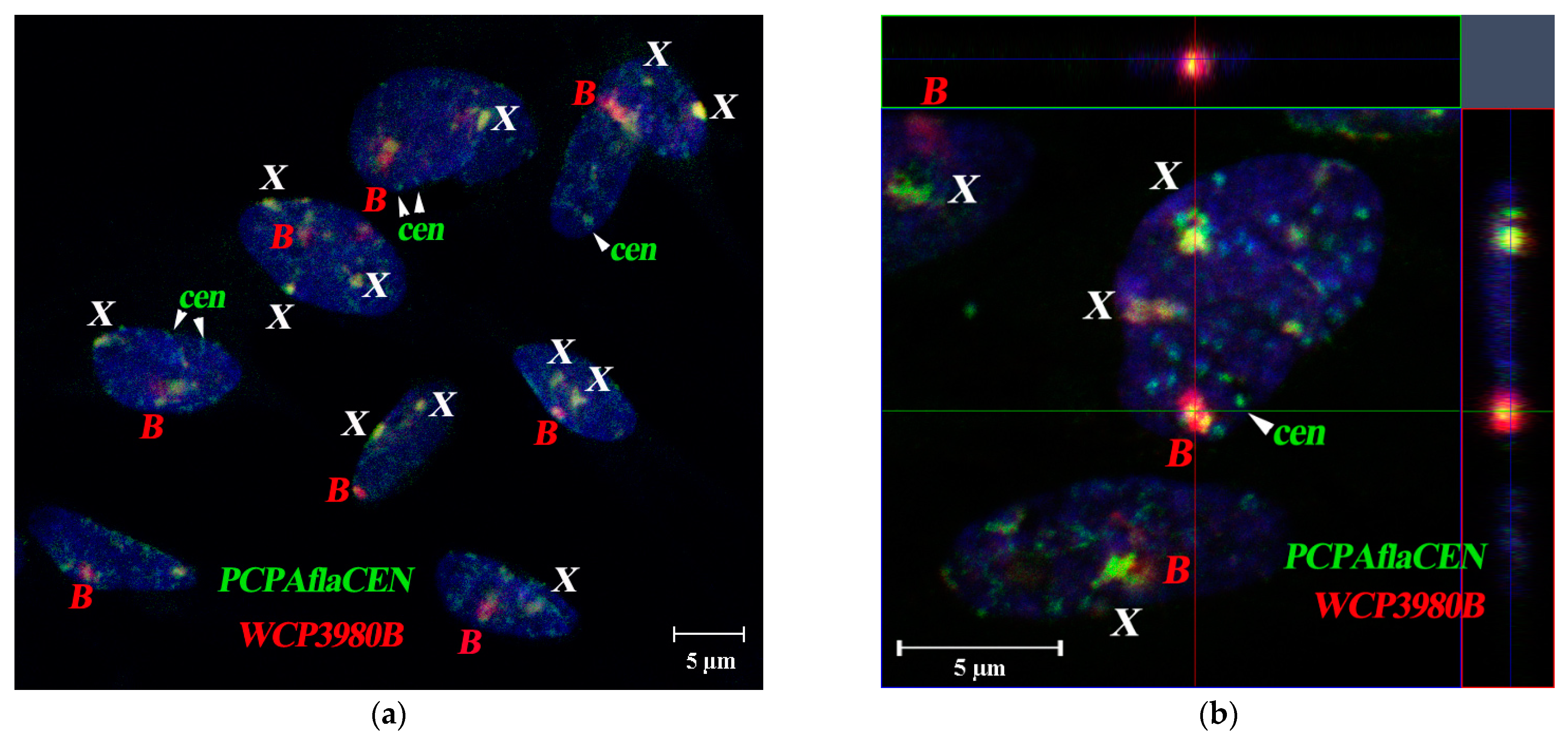 Cells 10 01819 g008 Cells 10 01819 g008