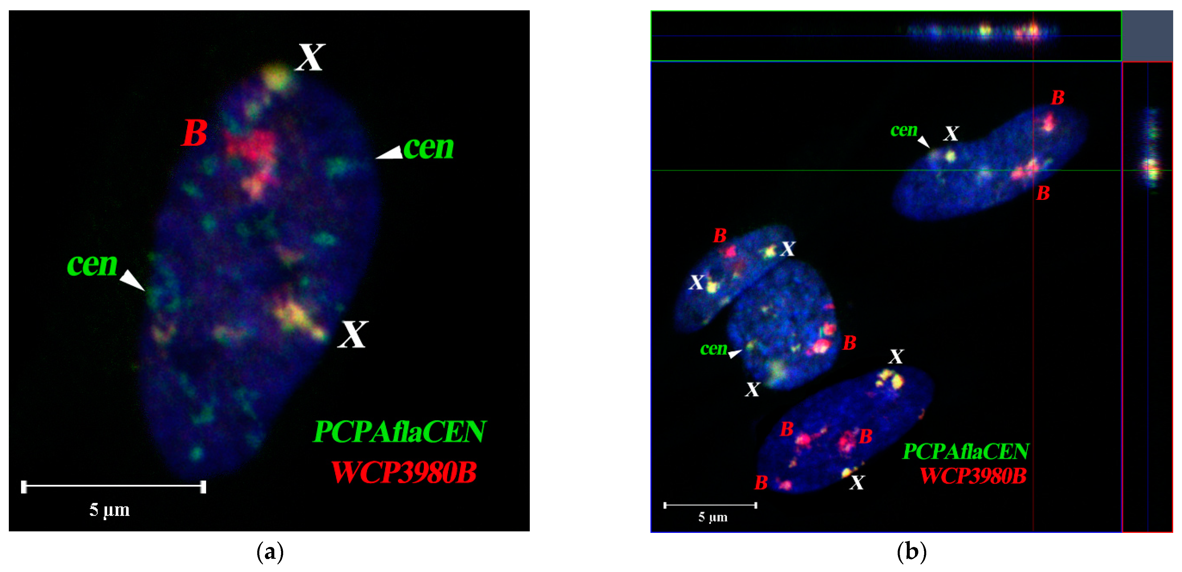 Cells 10 01819 g009 Cells 10 01819 g009