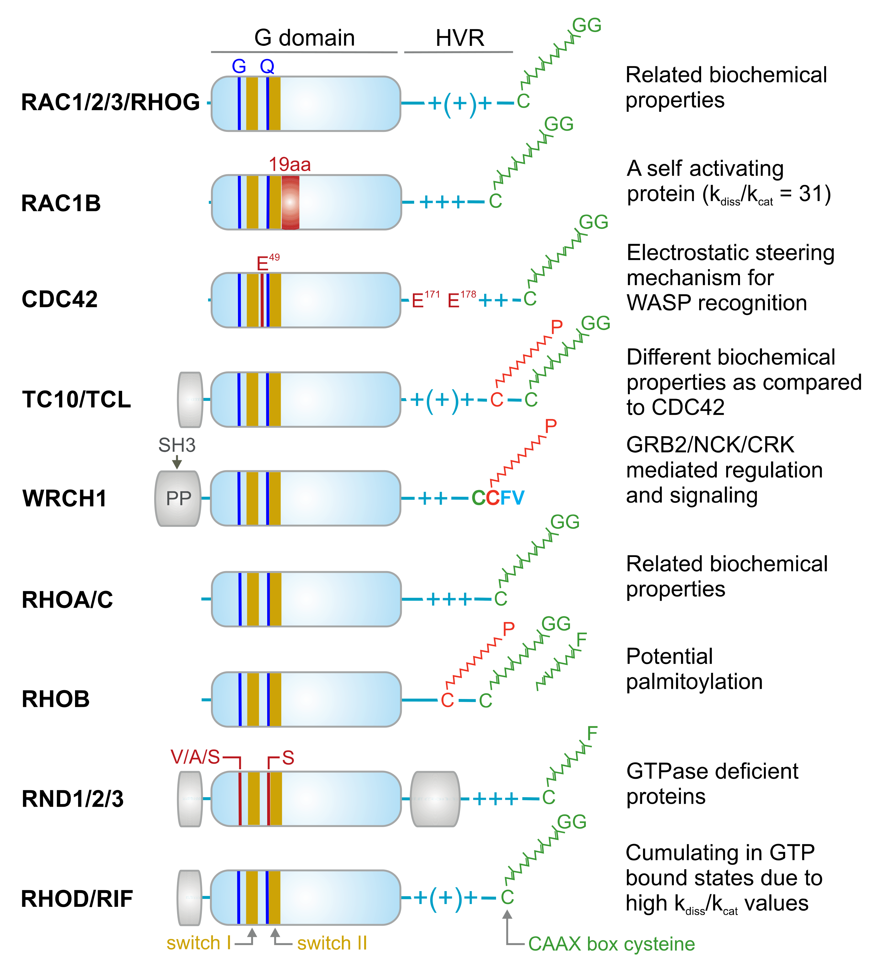 Cells 10 01831 g002 Cells 10 01831 g002