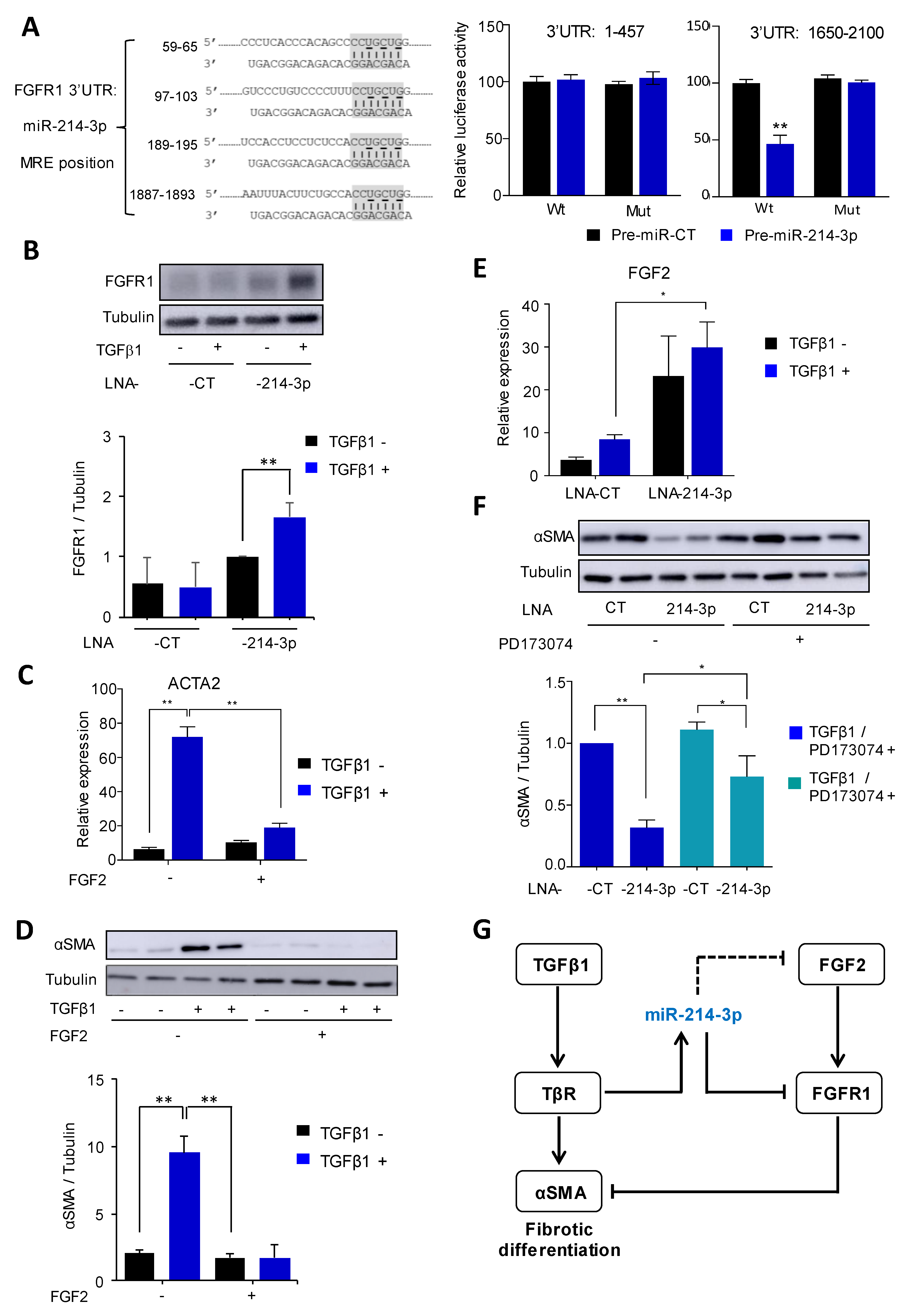 Cells 10 01832 g004 Cells 10 01832 g004
