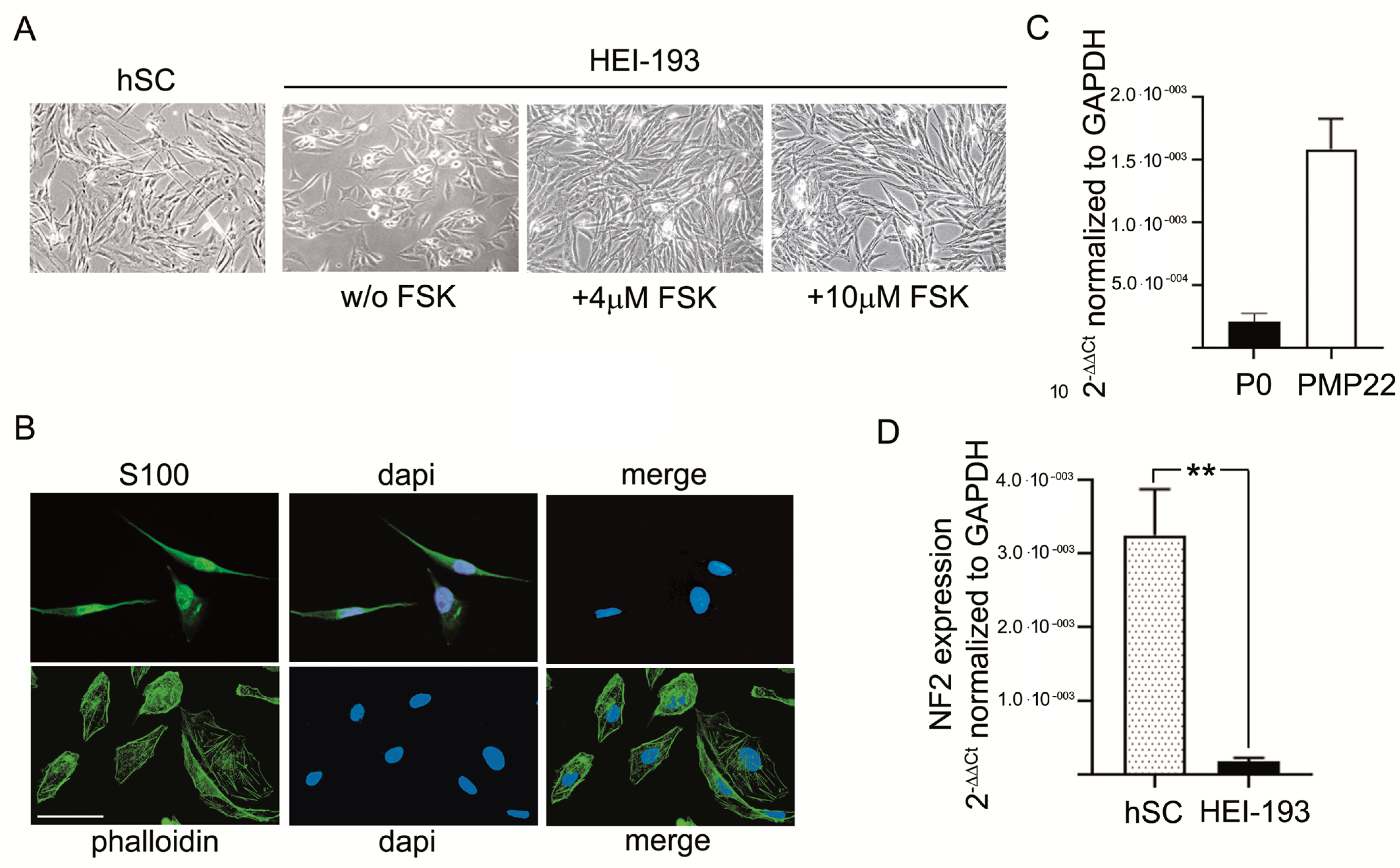 Cells 10 01840 g001 550
