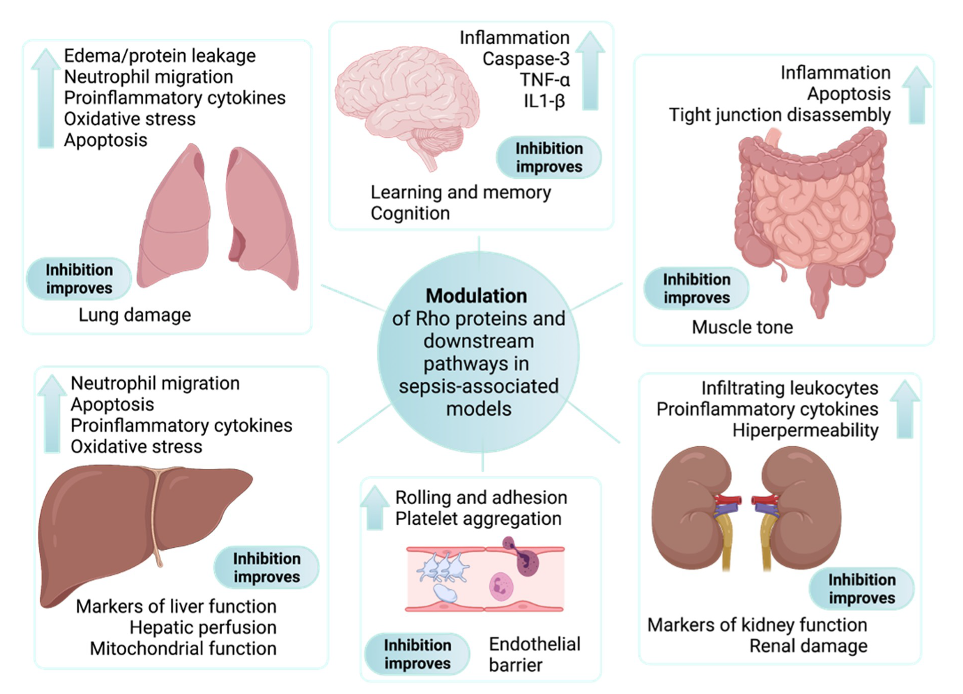 forfængelighed ubehageligt Ernest Shackleton Cells | Free Full-Text | Rho-Proteins and Downstream Pathways as Potential  Targets in Sepsis and Septic Shock: What Have We Learned from Basic Research