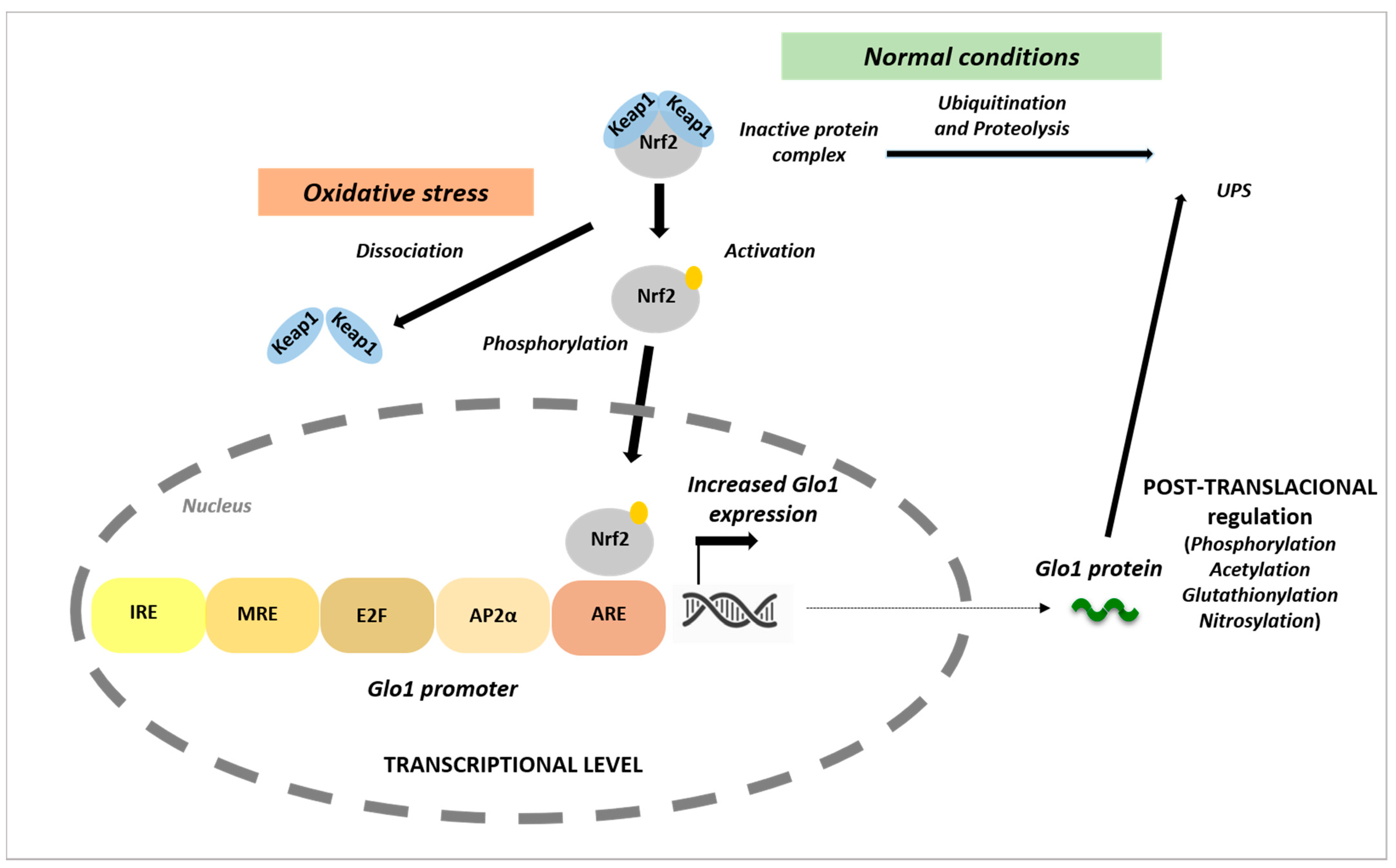 Cells 10 01852 g002 Cells 10 01852 g002