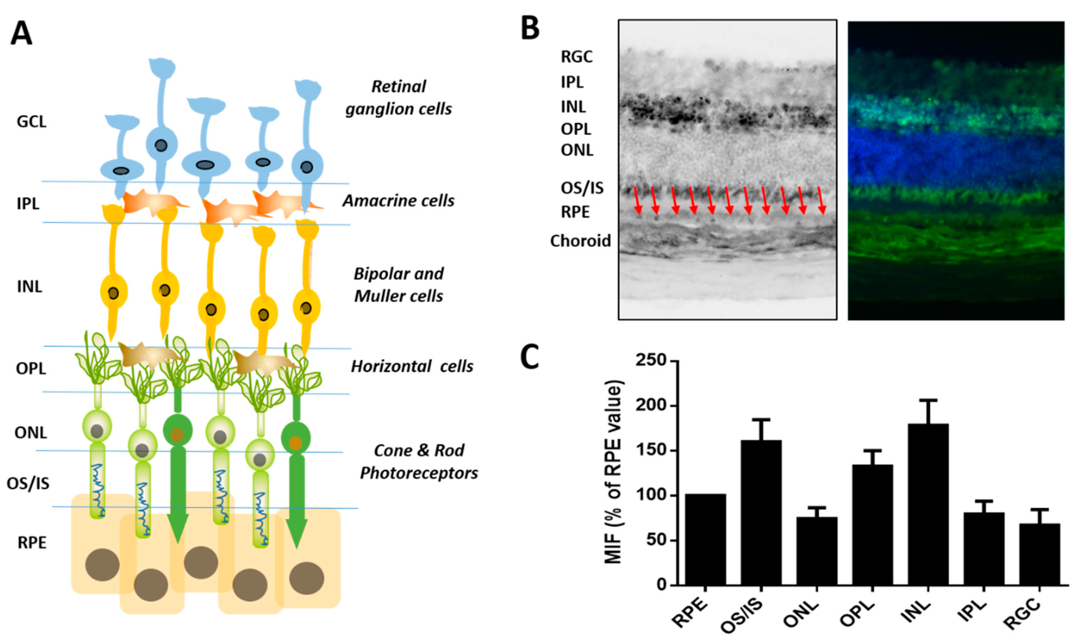 Cells 10 01852 g004 Cells 10 01852 g004