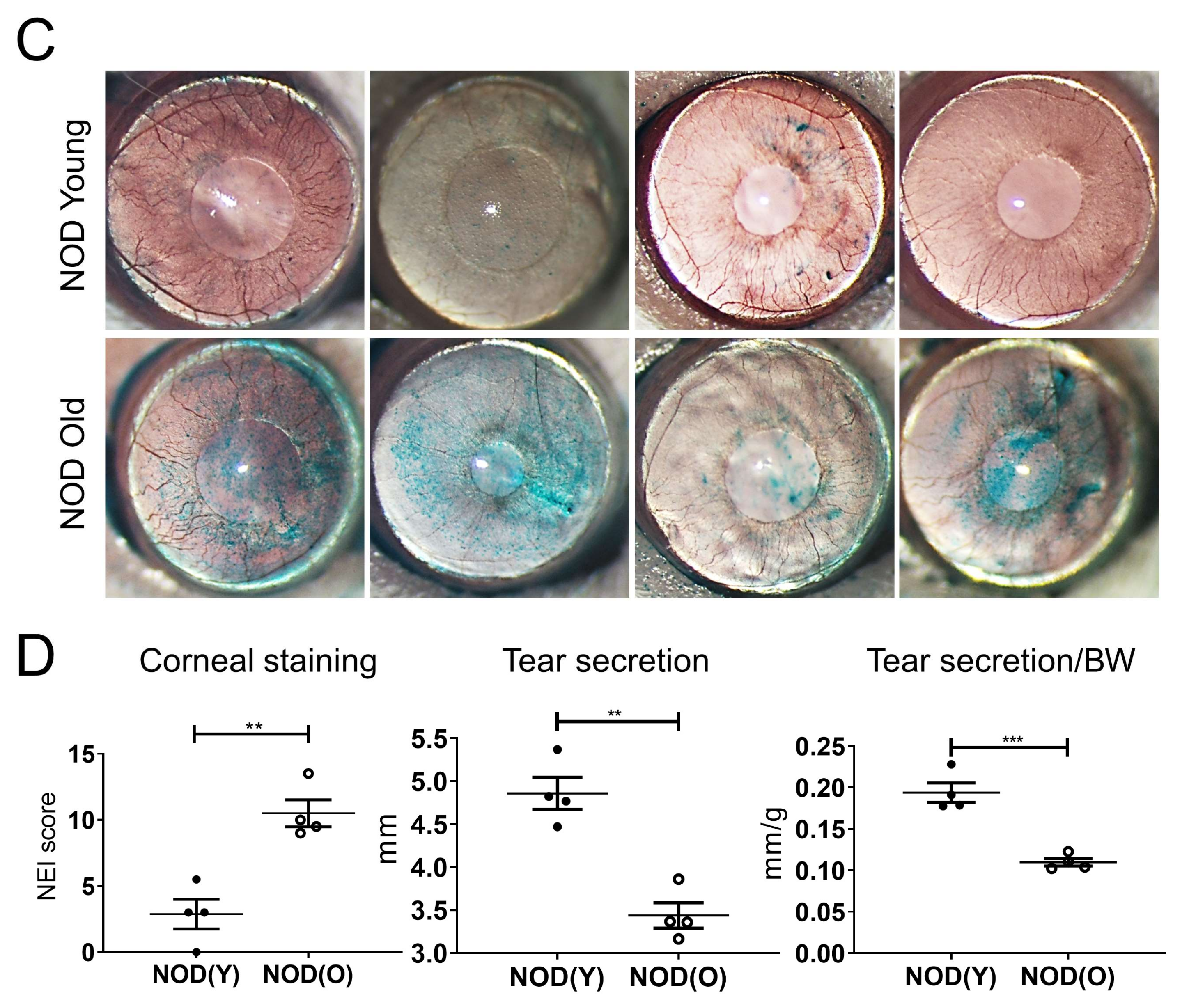 Cells 10 01857 g002b Cells 10 01857 g002b