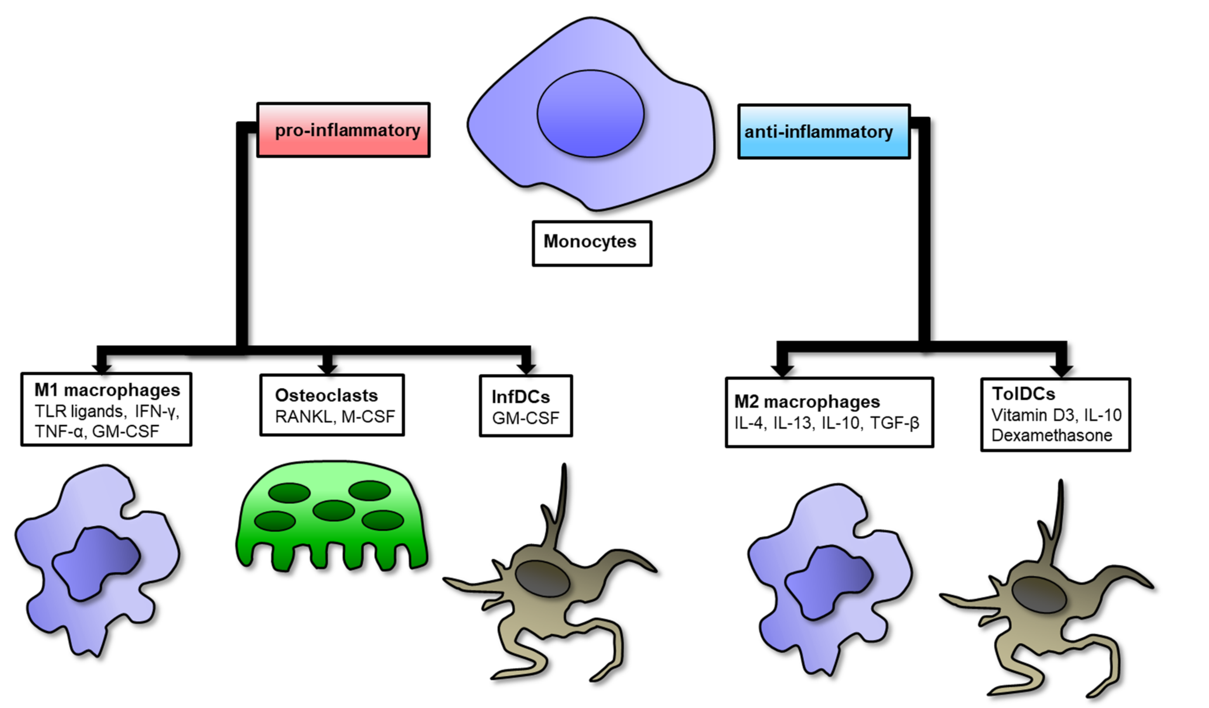 Cells Free Full Text Tuning Monocytes And Macrophages For Personalized Therapy And Diagnostic Challenge In Rheumatoid Arthritis Html