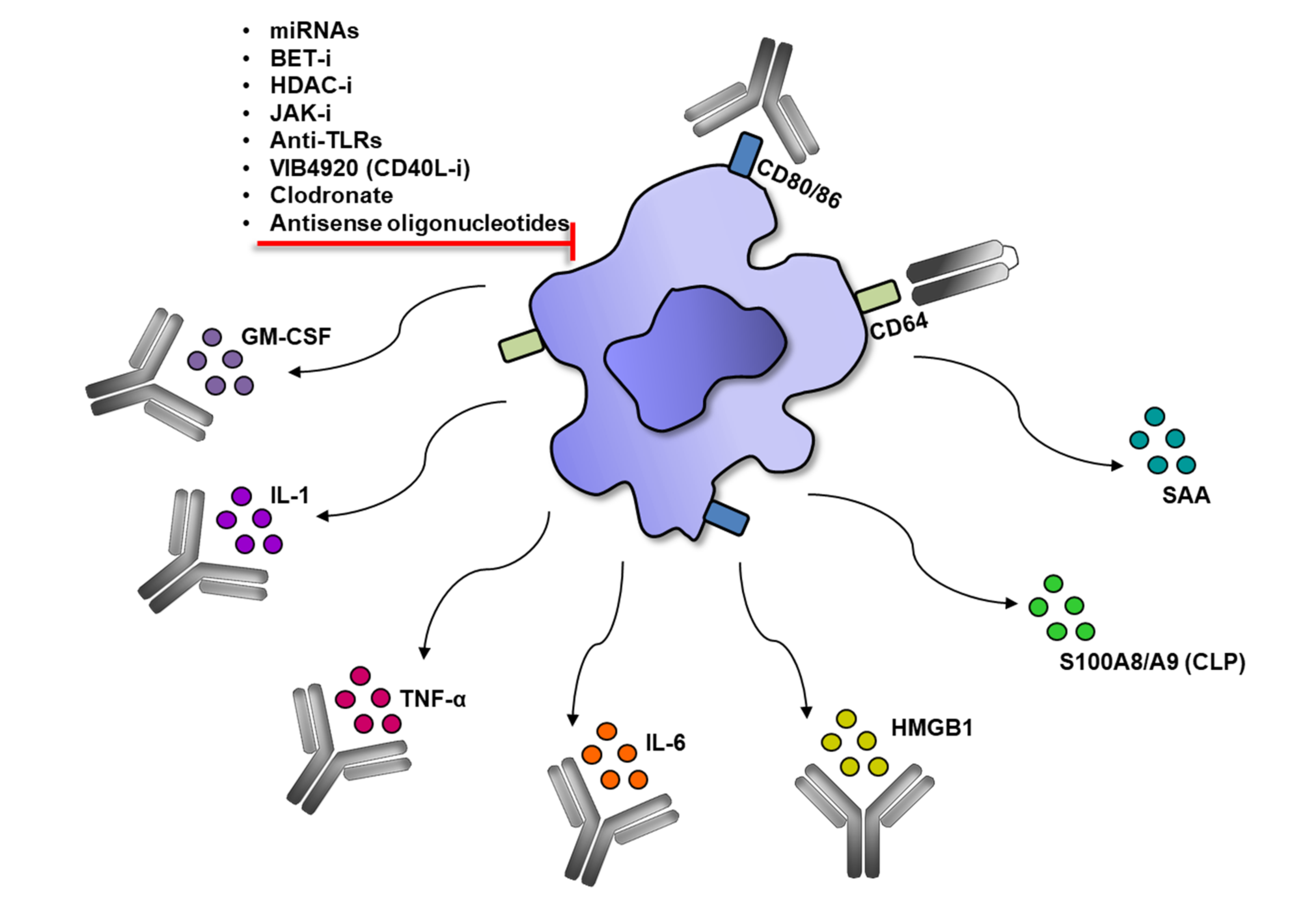 Cells Free Full Text Tuning Monocytes And Macrophages For Personalized Therapy And Diagnostic Challenge In Rheumatoid Arthritis Html