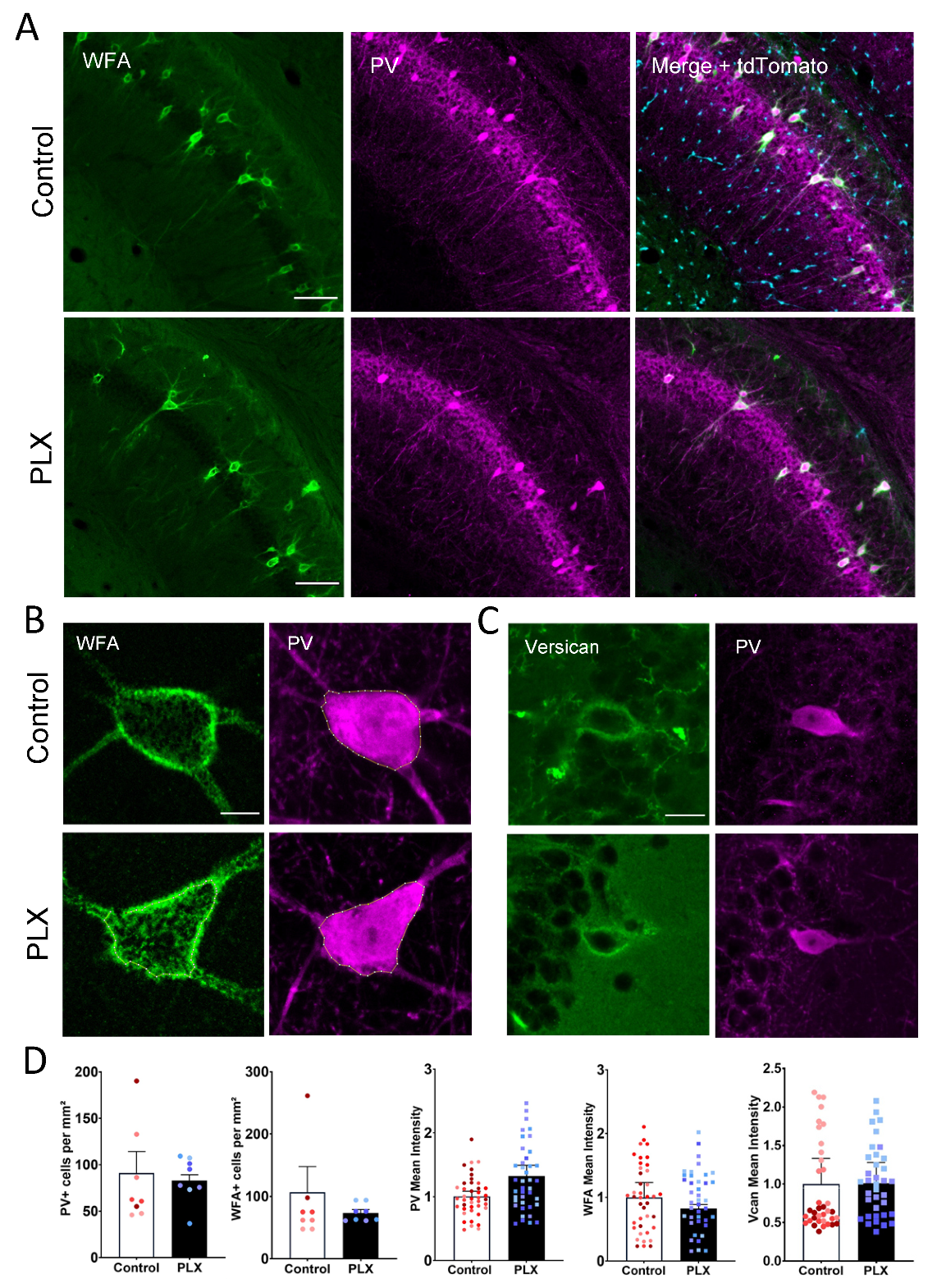 Cells 10 01862 g002 Cells 10 01862 g002